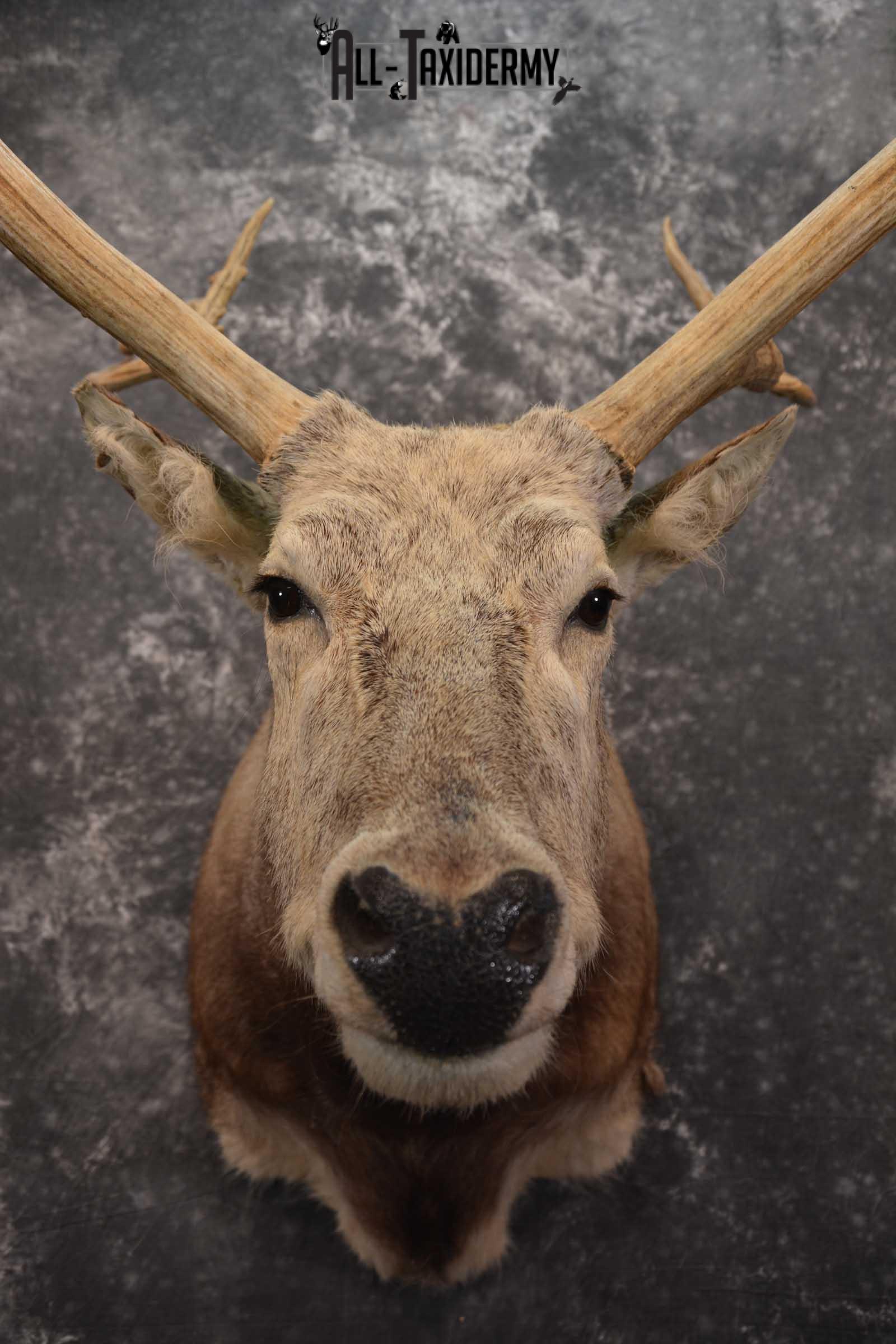 Pere David's Deer Taxidermy Shoulder Mount SKU 1599 - Image 2