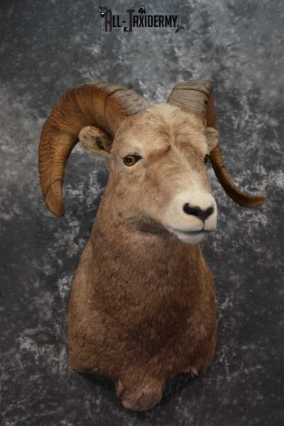 Big Horn Sheep Taxidermy Shoulder Mount SKU 1600