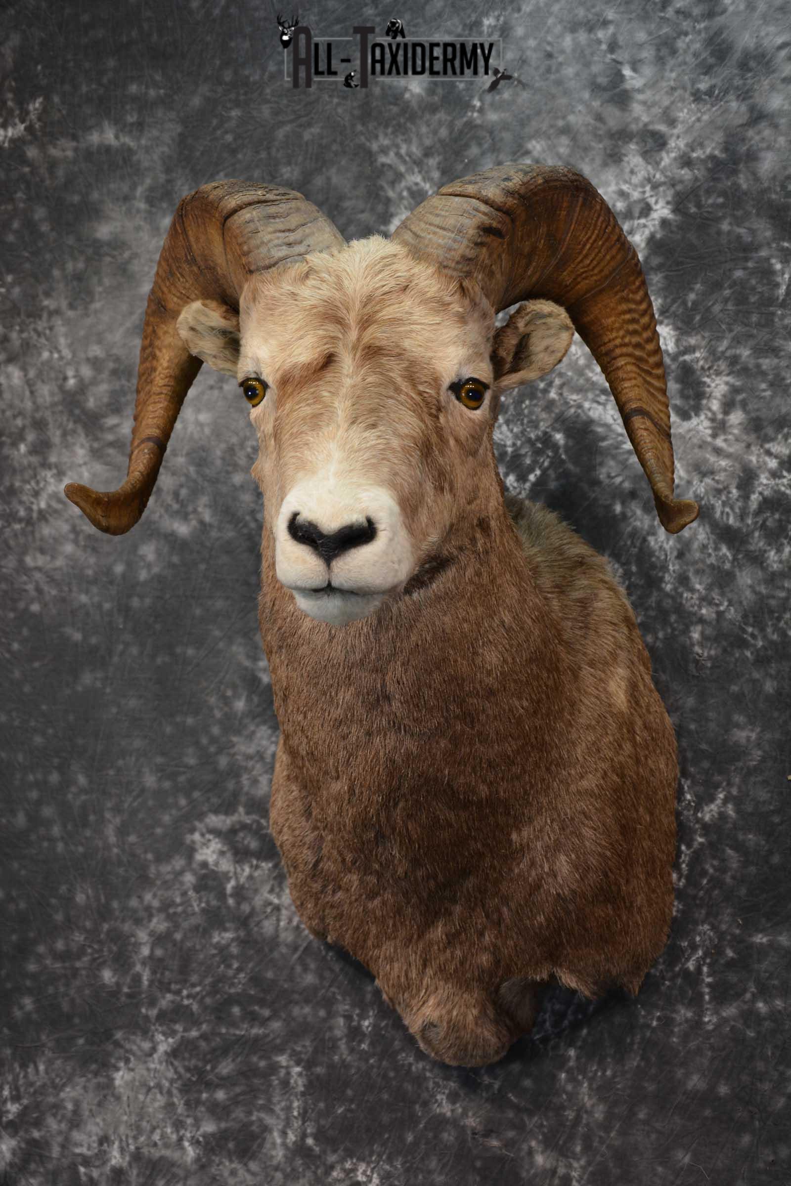 Big Horn Sheep Taxidermy Shoulder Mount SKU 1600 - Image 8