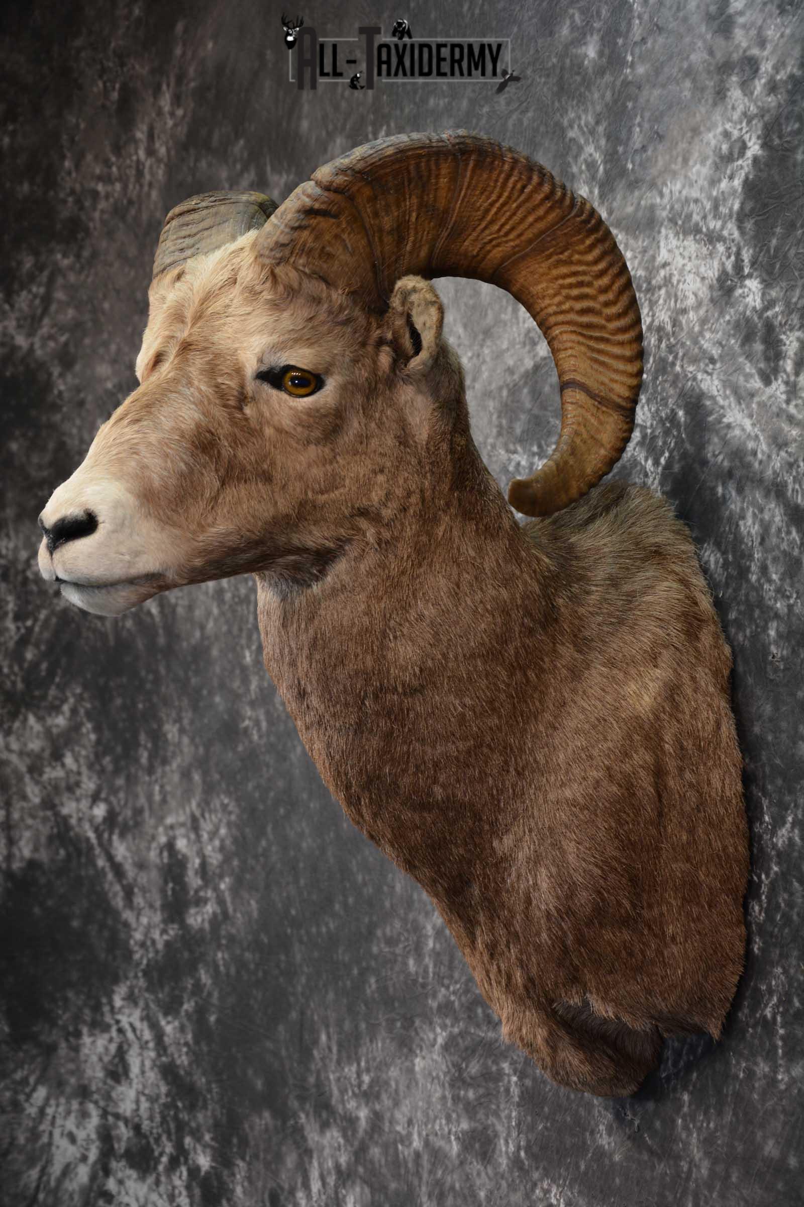 Big Horn Sheep Taxidermy Shoulder Mount SKU 1600 - Image 7