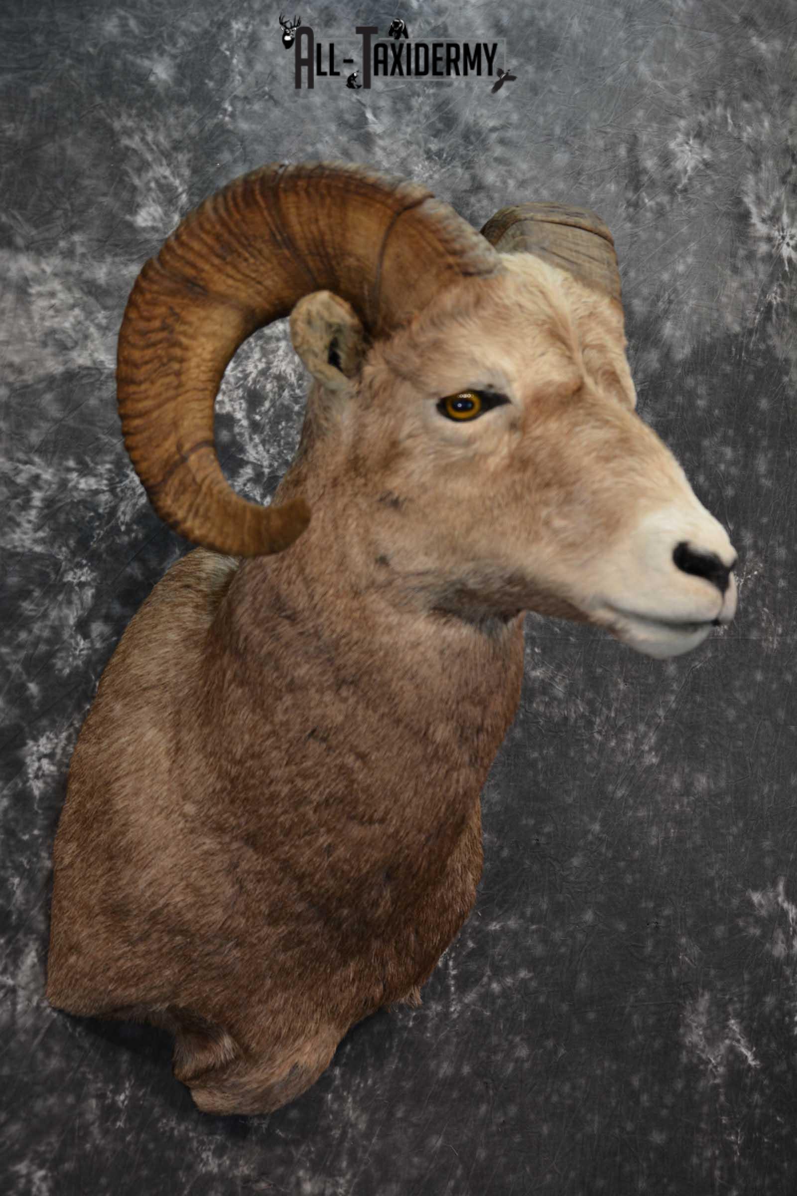Big Horn Sheep Taxidermy Shoulder Mount SKU 1600 - Image 6