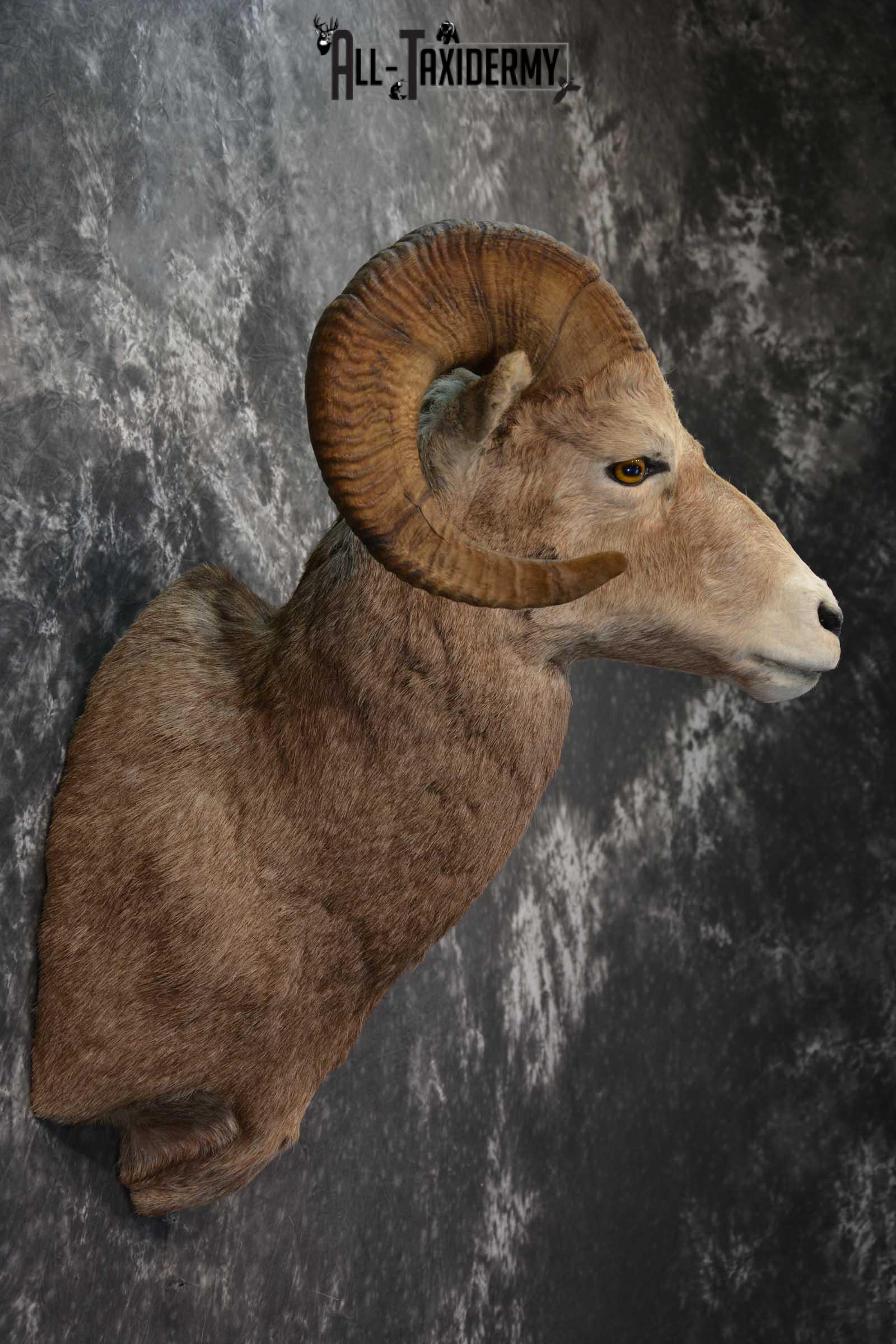 Big Horn Sheep Taxidermy Shoulder Mount SKU 1600 - Image 5