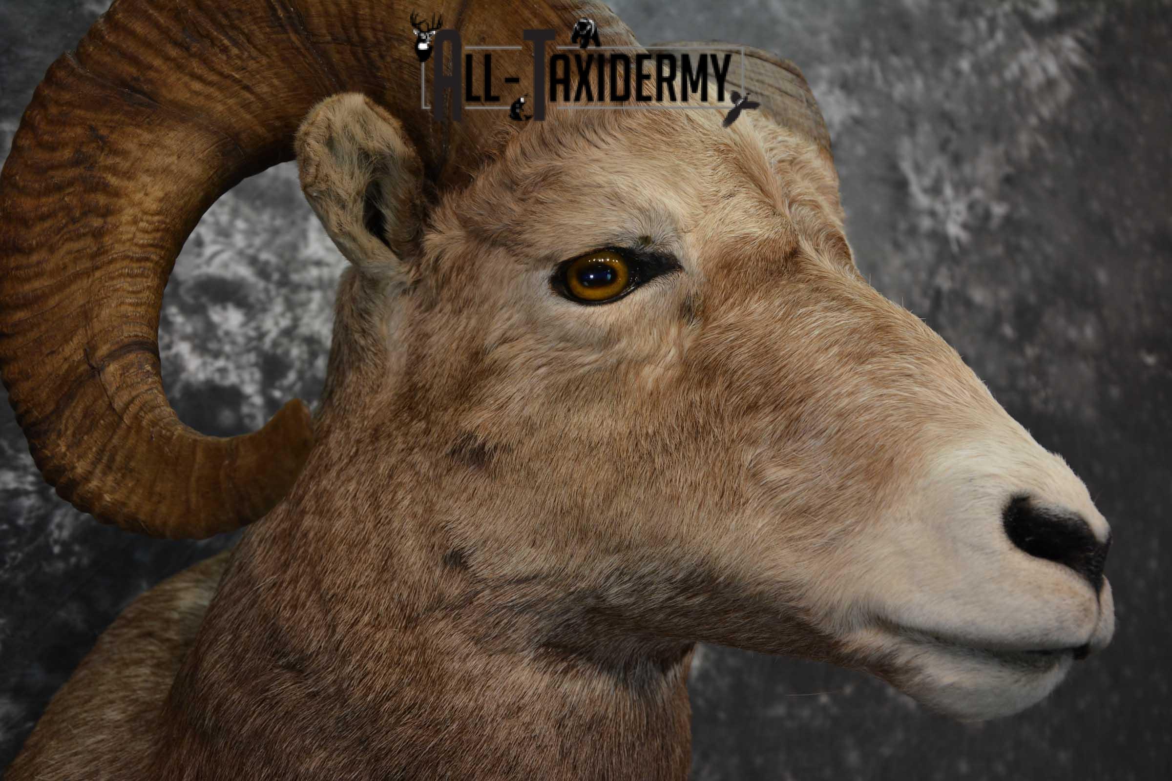 Big Horn Sheep Taxidermy Shoulder Mount SKU 1600 - Image 4