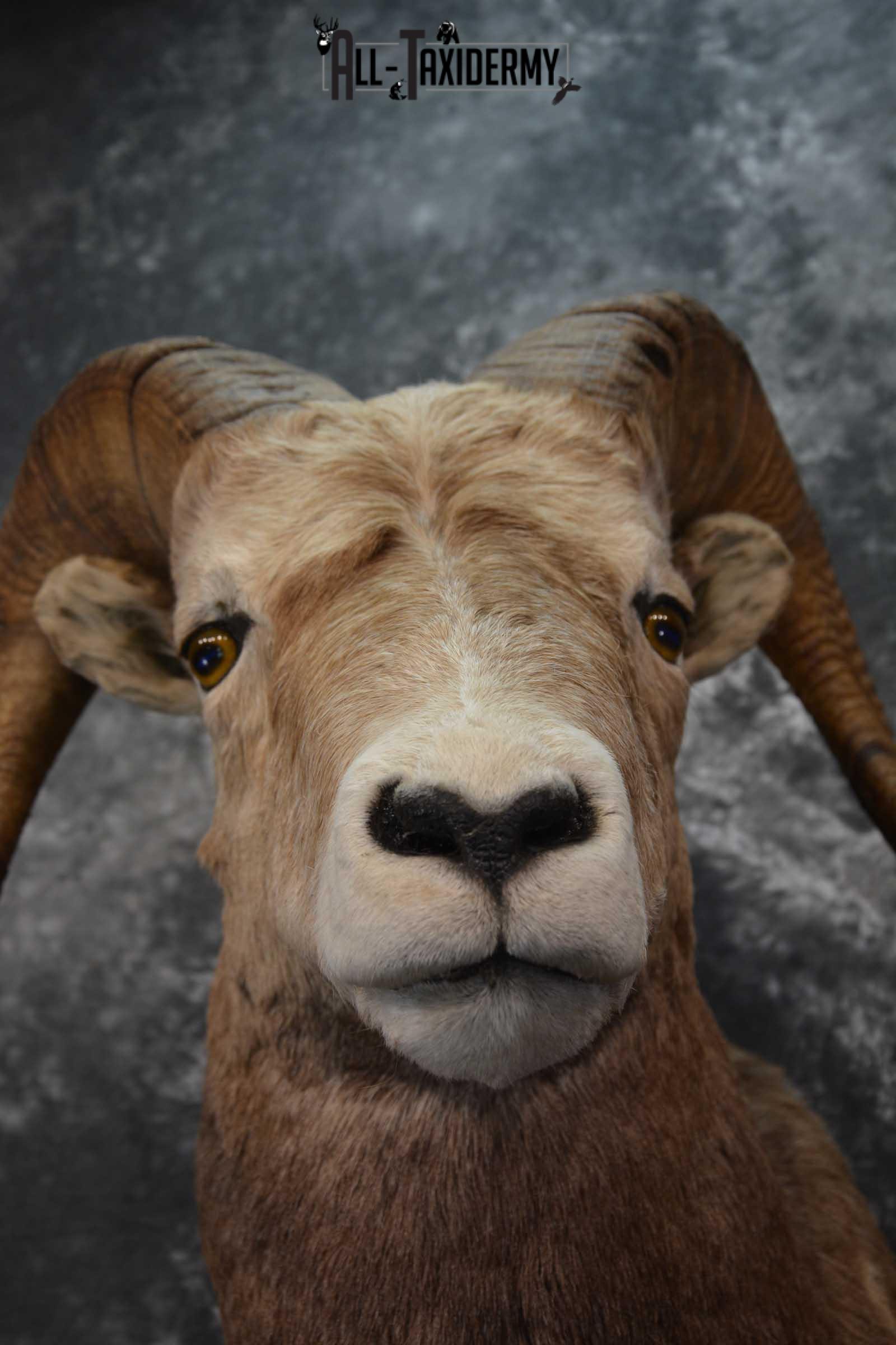 Big Horn Sheep Taxidermy Shoulder Mount SKU 1600 - Image 2