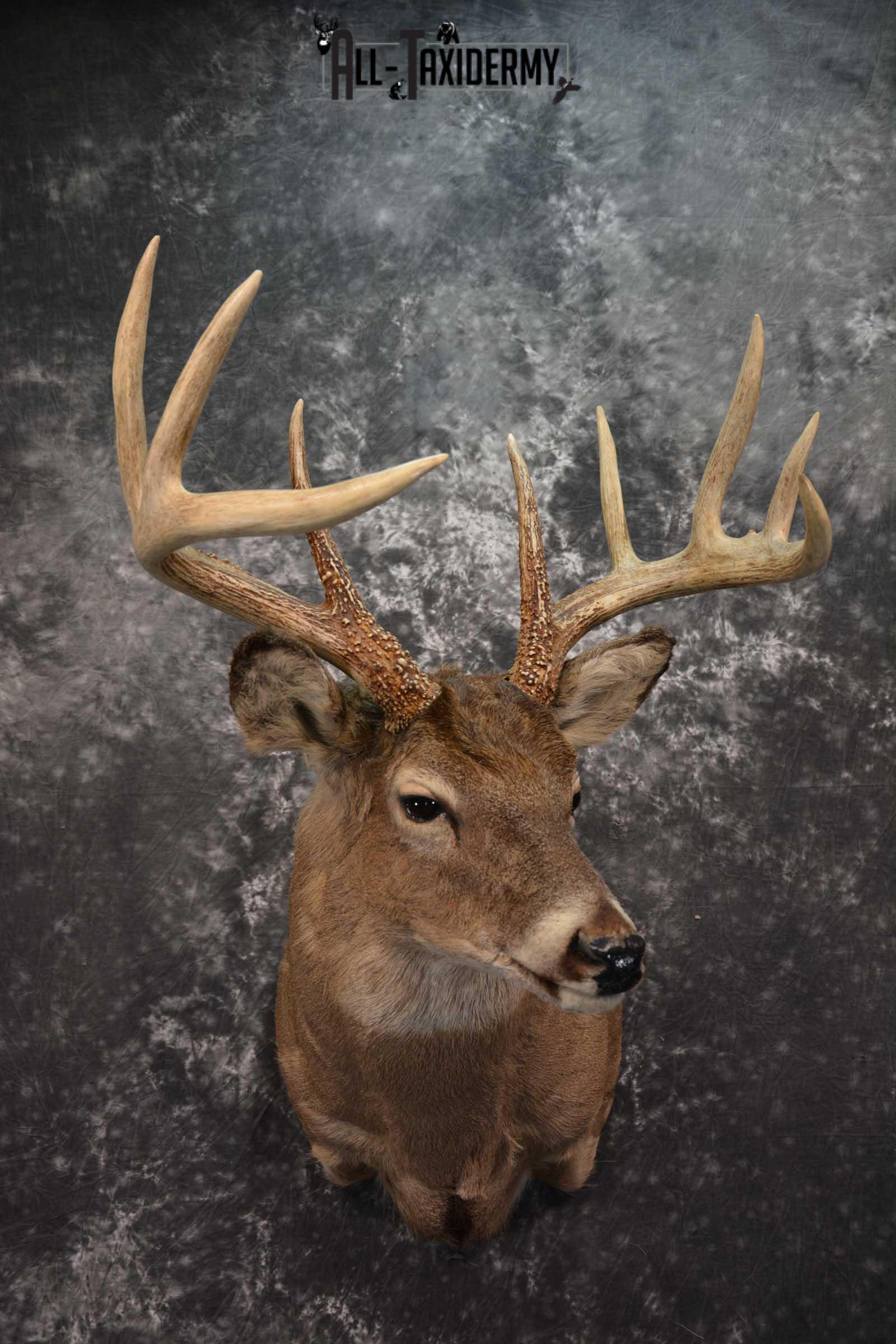 Whitetail Deer Taxidermy Shoulder Mount SKU 1601