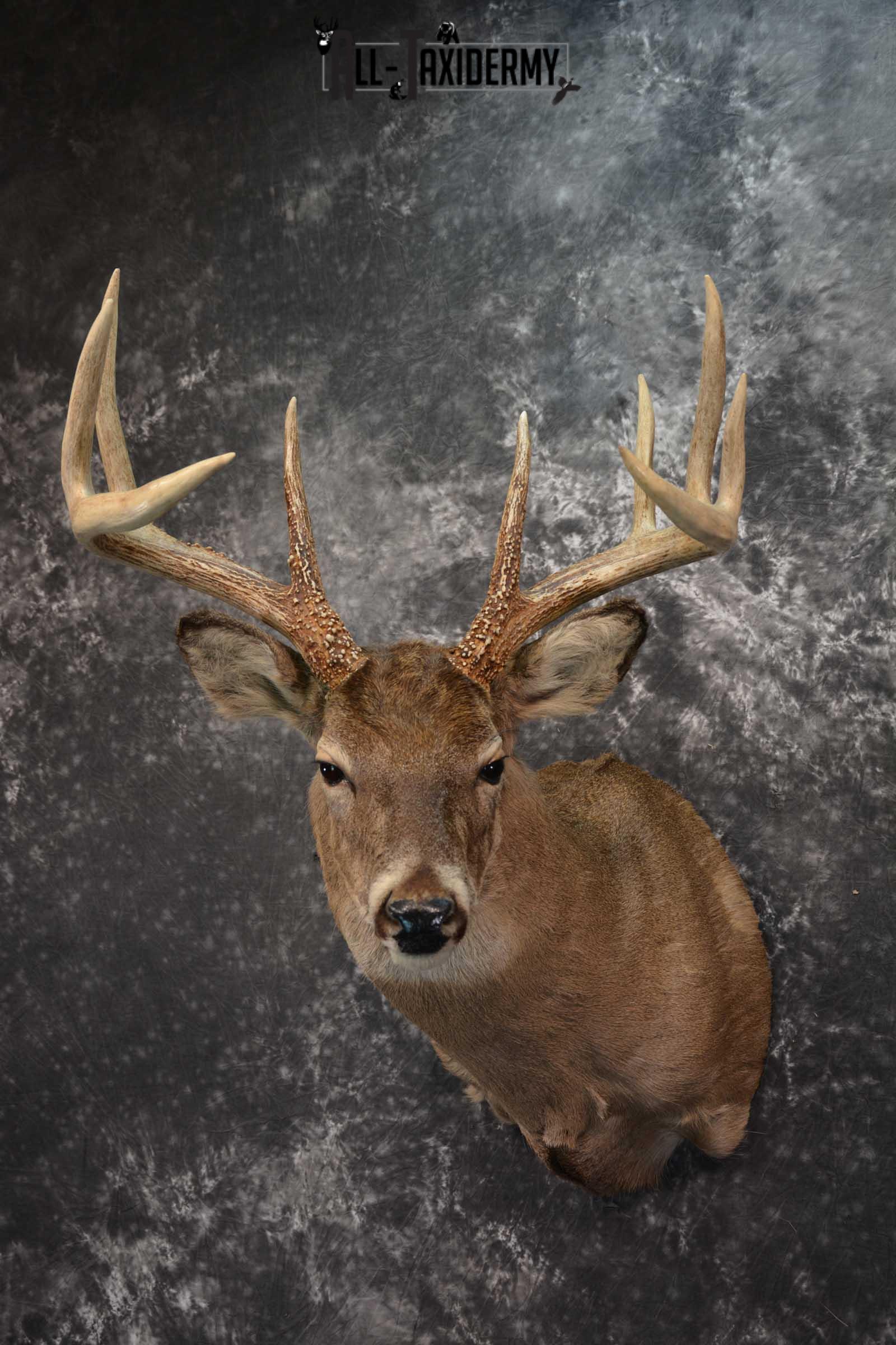 Whitetail Deer Taxidermy Shoulder Mount SKU 1601 - Image 8