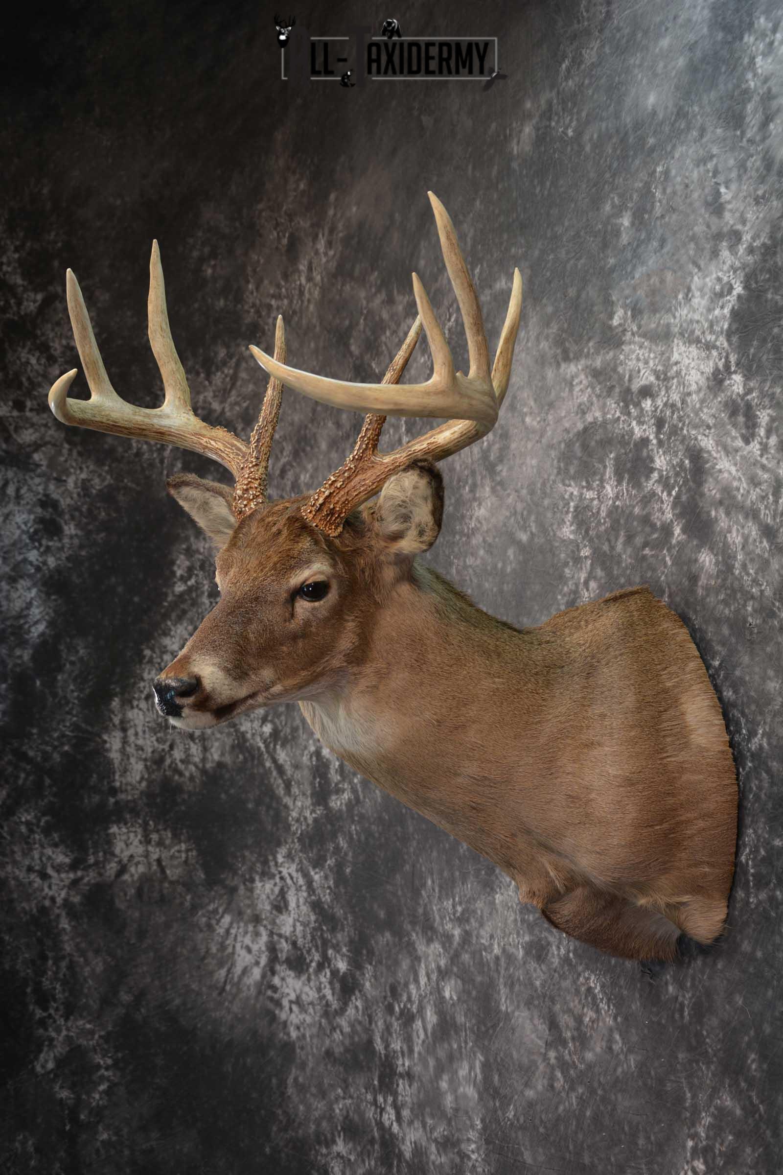 Whitetail Deer Taxidermy Shoulder Mount SKU 1601 - Image 7