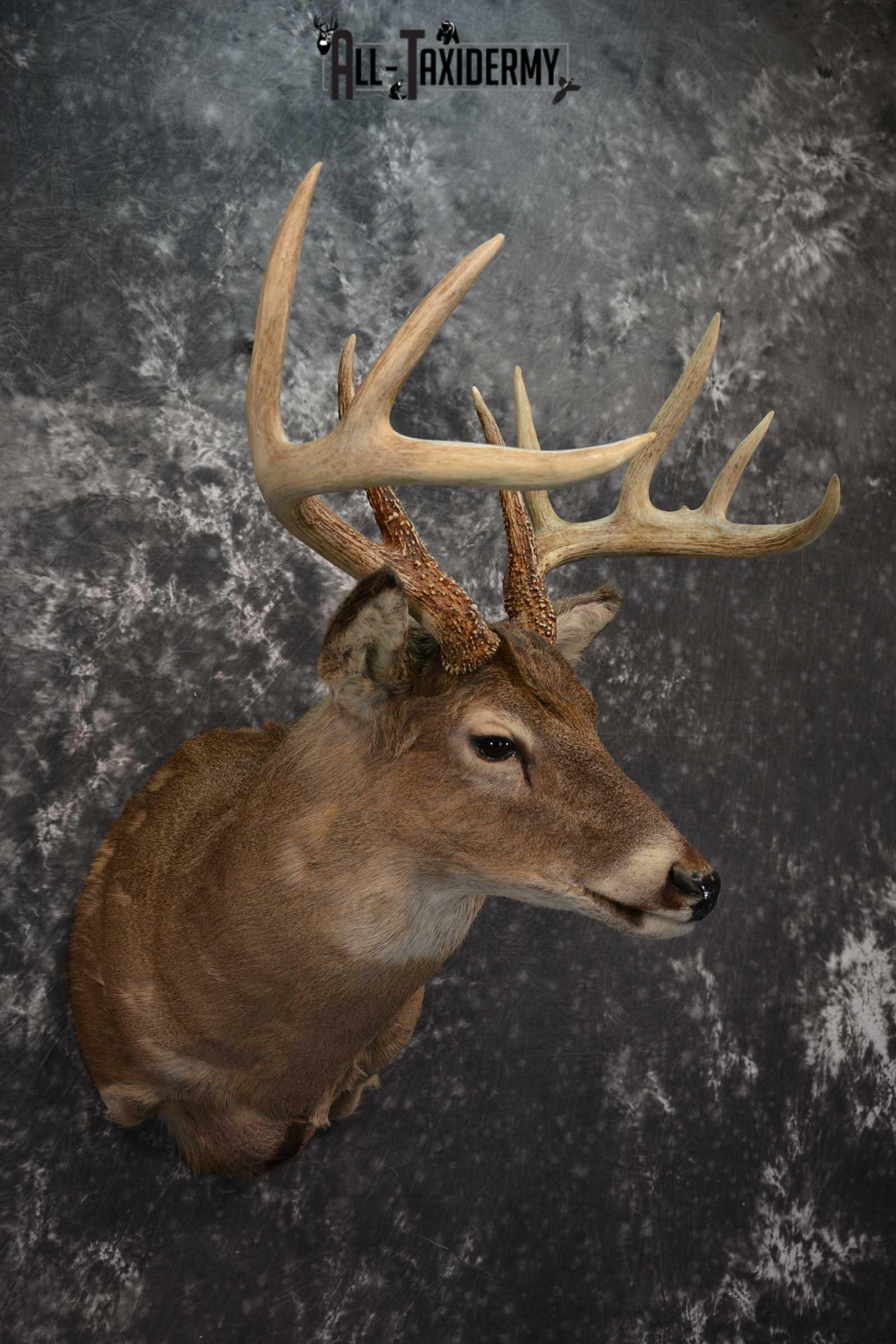 Whitetail Deer Taxidermy Shoulder Mount SKU 1601 - Image 6