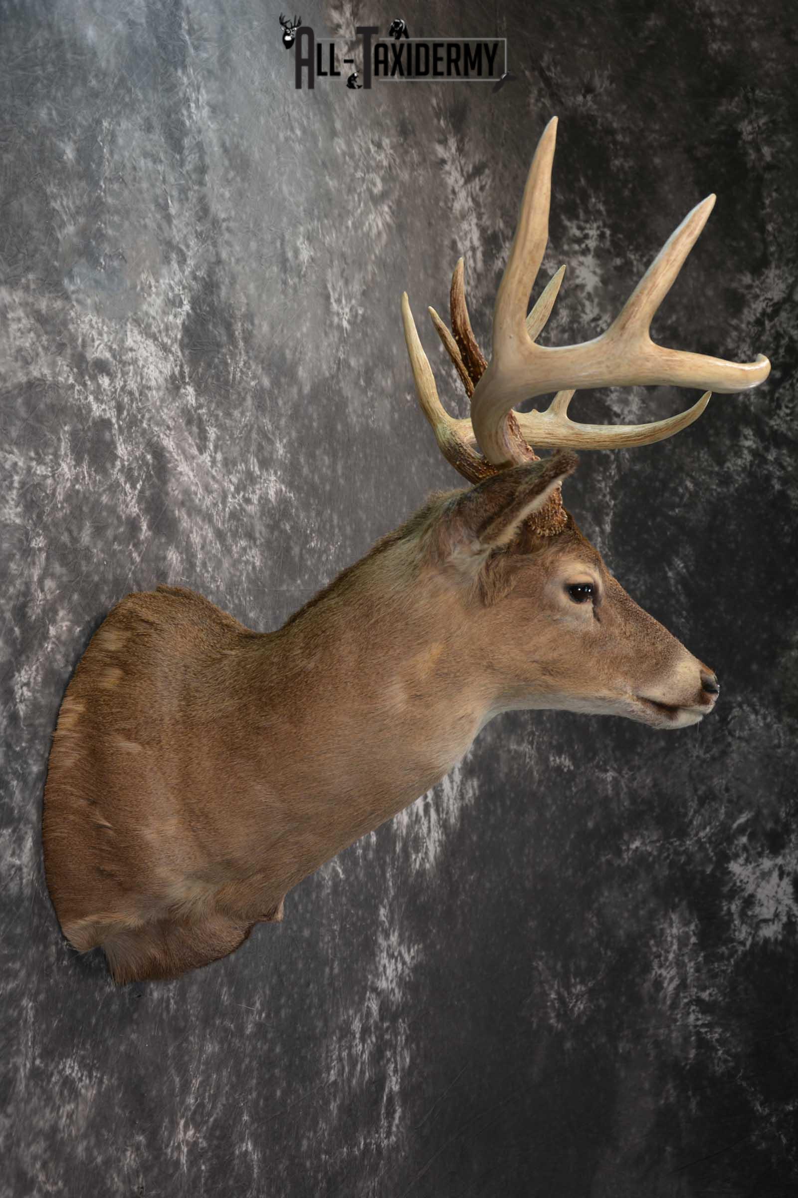Whitetail Deer Taxidermy Shoulder Mount SKU 1601 - Image 5