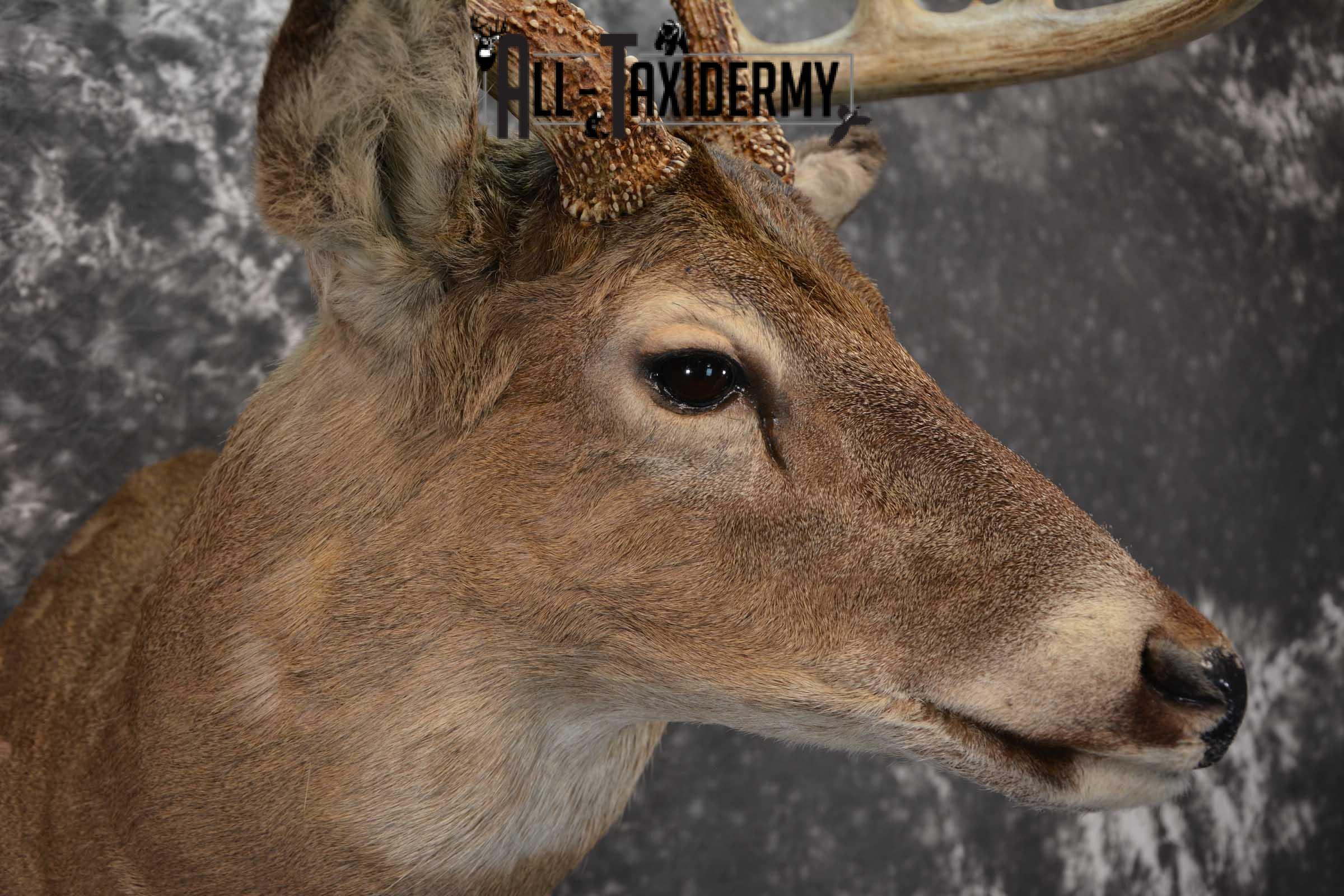 Whitetail Deer Taxidermy Shoulder Mount SKU 1601 - Image 4