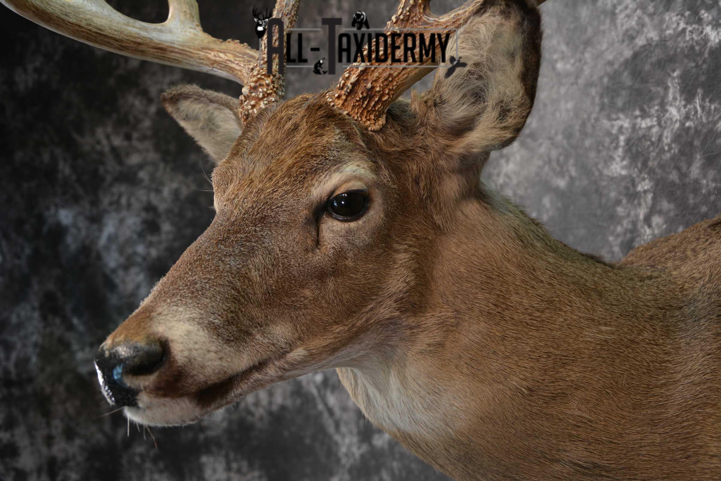 Whitetail Deer Taxidermy Shoulder Mount SKU 1601 - Image 3