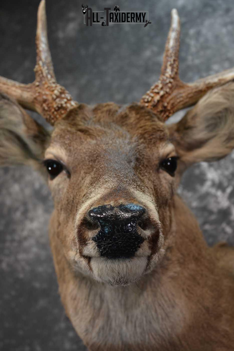 Whitetail Deer Taxidermy Shoulder Mount SKU 1601 - Image 2