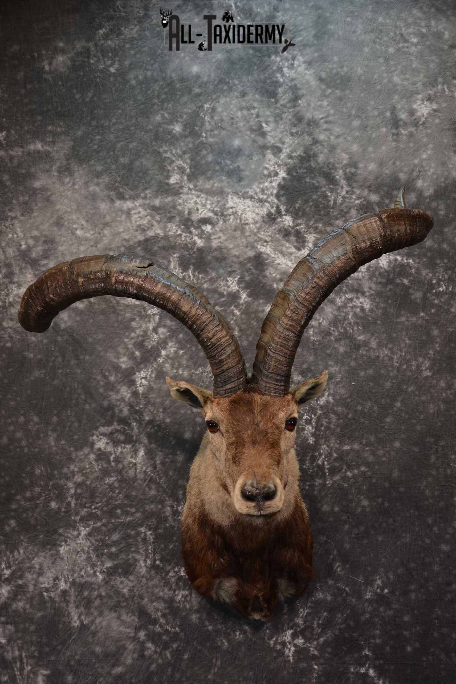 Iberian Spanish Ibex Taxidermy Shoulder Mount SKU 1602