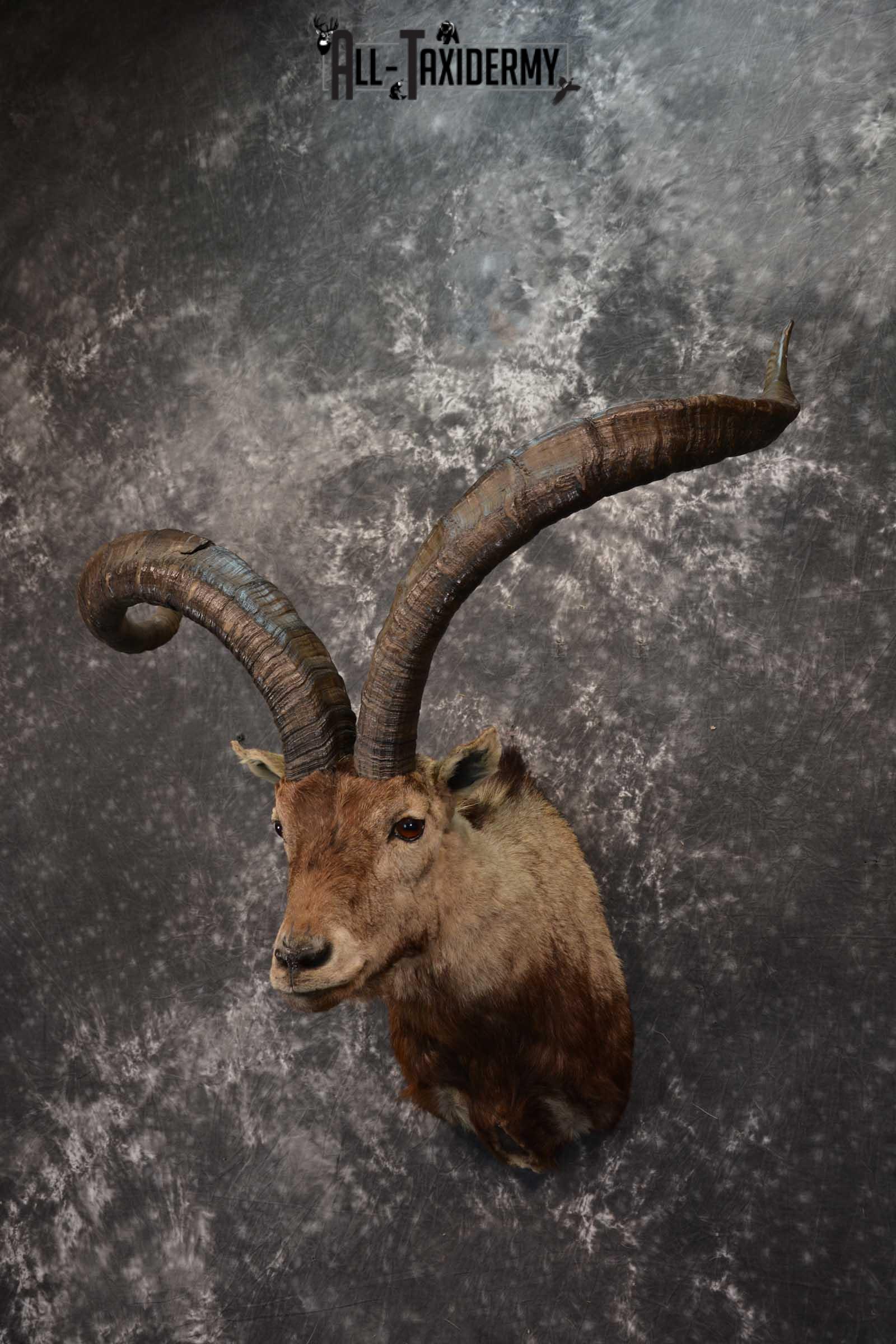 Iberian Spanish Ibex Taxidermy Shoulder Mount SKU 1602 - Image 8