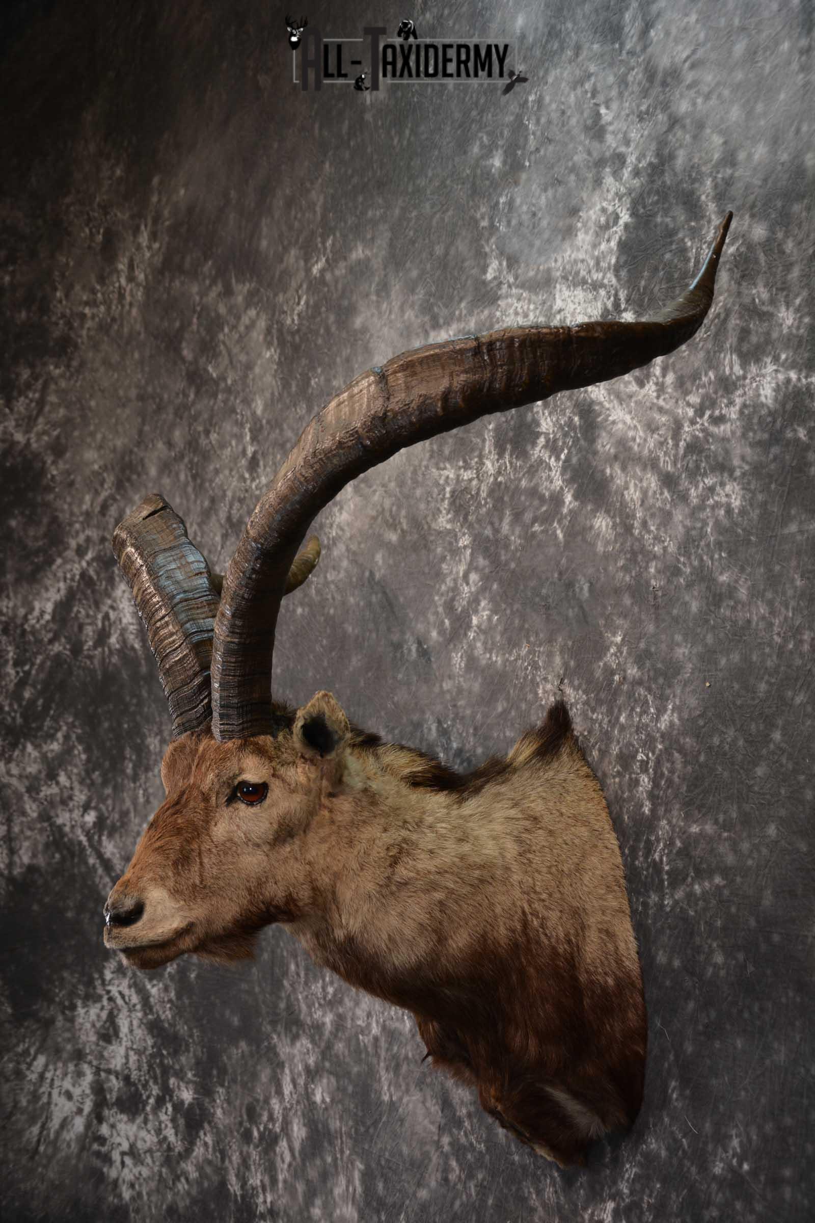 Iberian Spanish Ibex Taxidermy Shoulder Mount SKU 1602 - Image 7