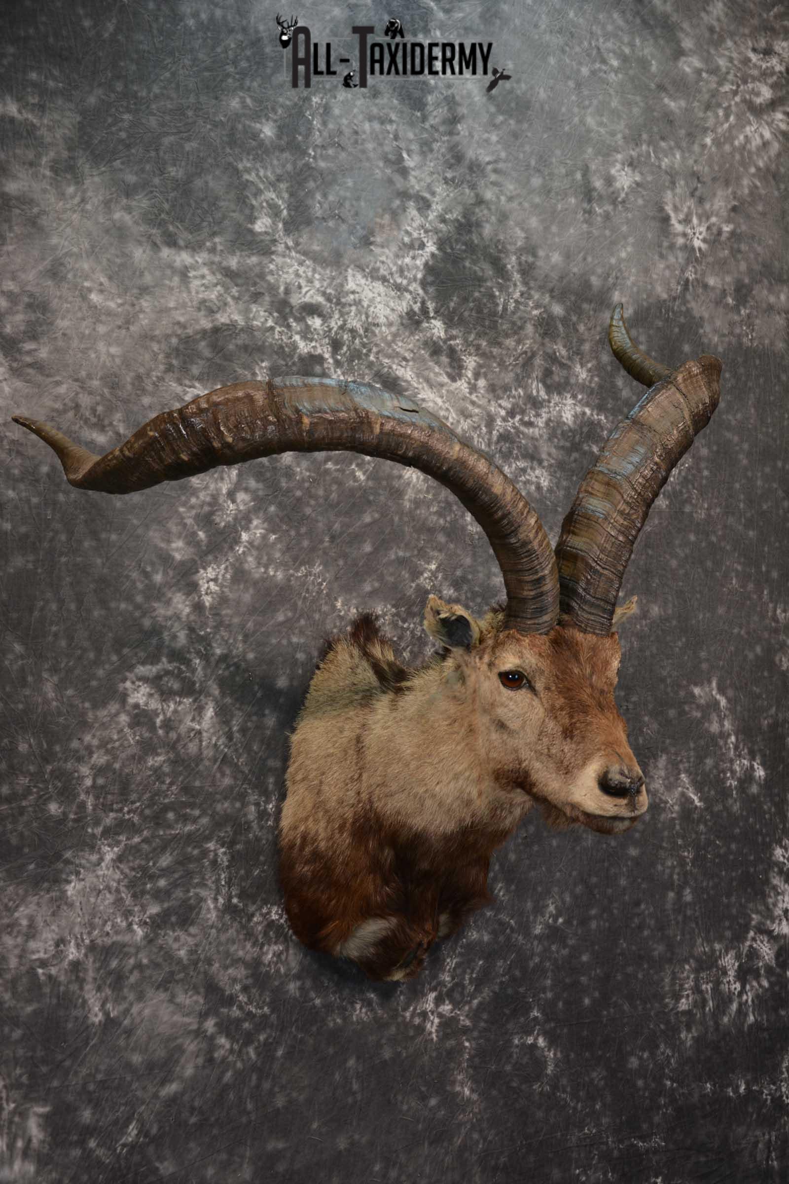 Iberian Spanish Ibex Taxidermy Shoulder Mount SKU 1602 - Image 6