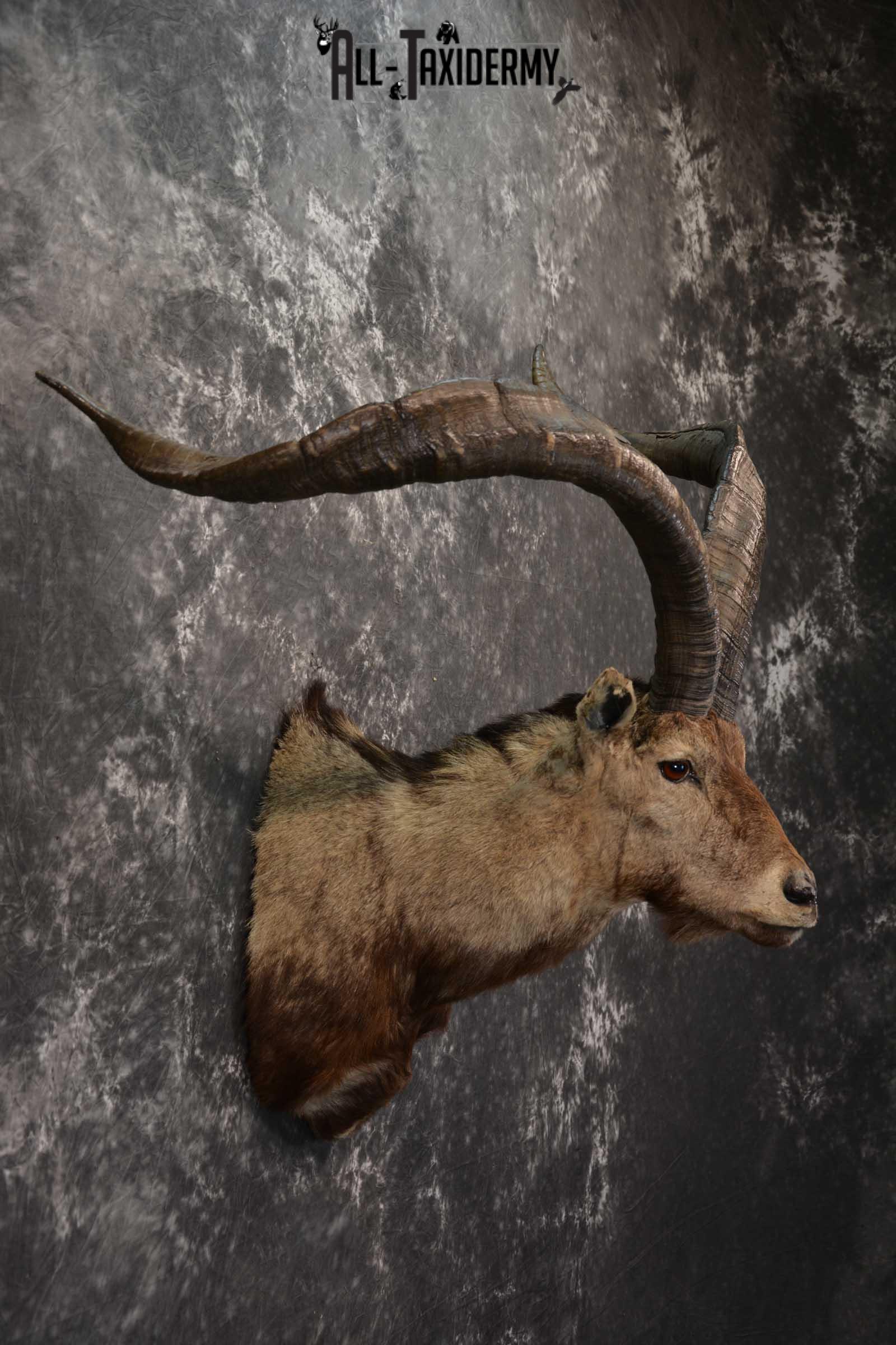 Iberian Spanish Ibex Taxidermy Shoulder Mount SKU 1602 - Image 5