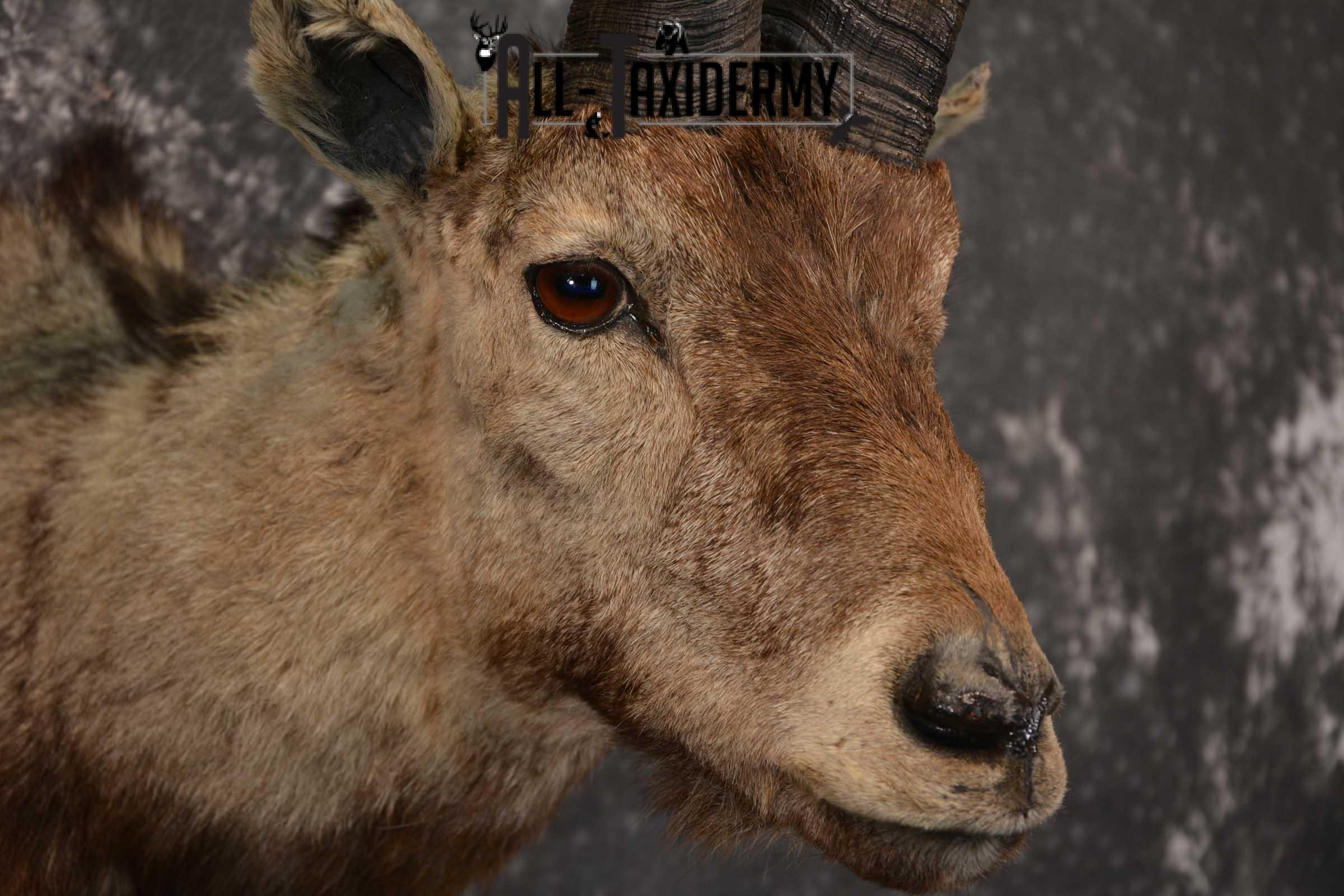 Iberian Spanish Ibex Taxidermy Shoulder Mount SKU 1602 - Image 4