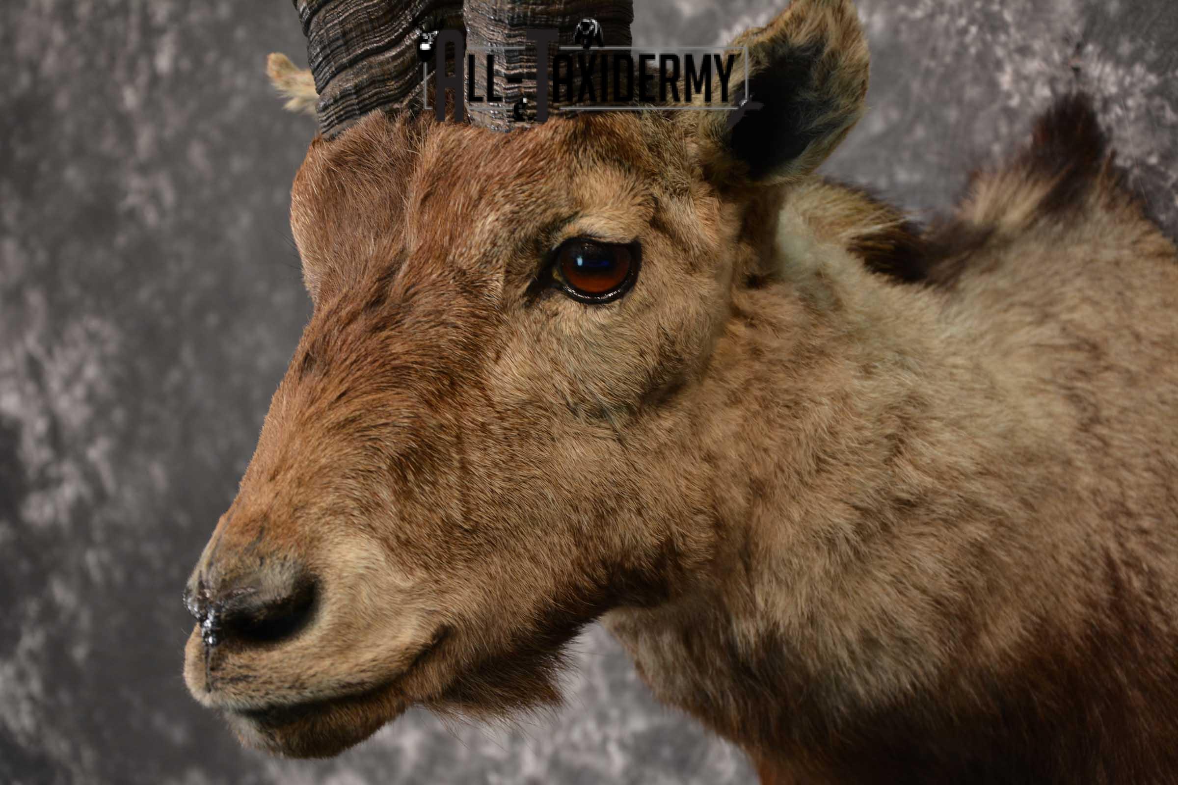 Iberian Spanish Ibex Taxidermy Shoulder Mount SKU 1602 - Image 3