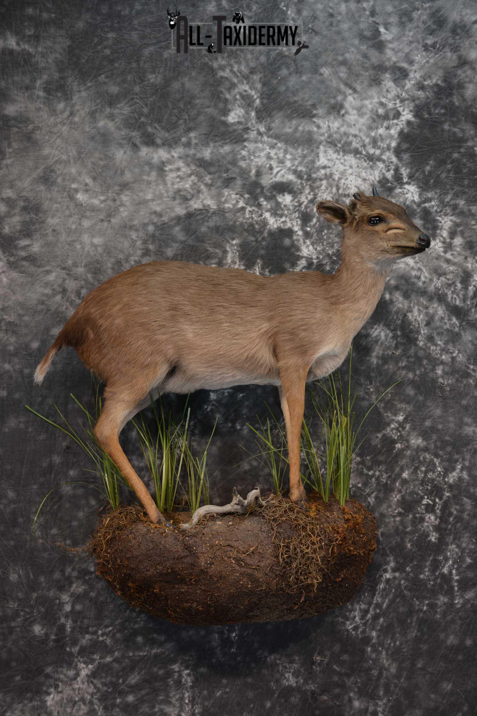 African Blue Duiker Taxidermy Mount SKU 1562 - Image 8