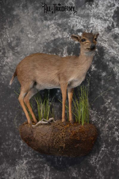 African Blue Duiker Taxidermy Mount SKU 1562