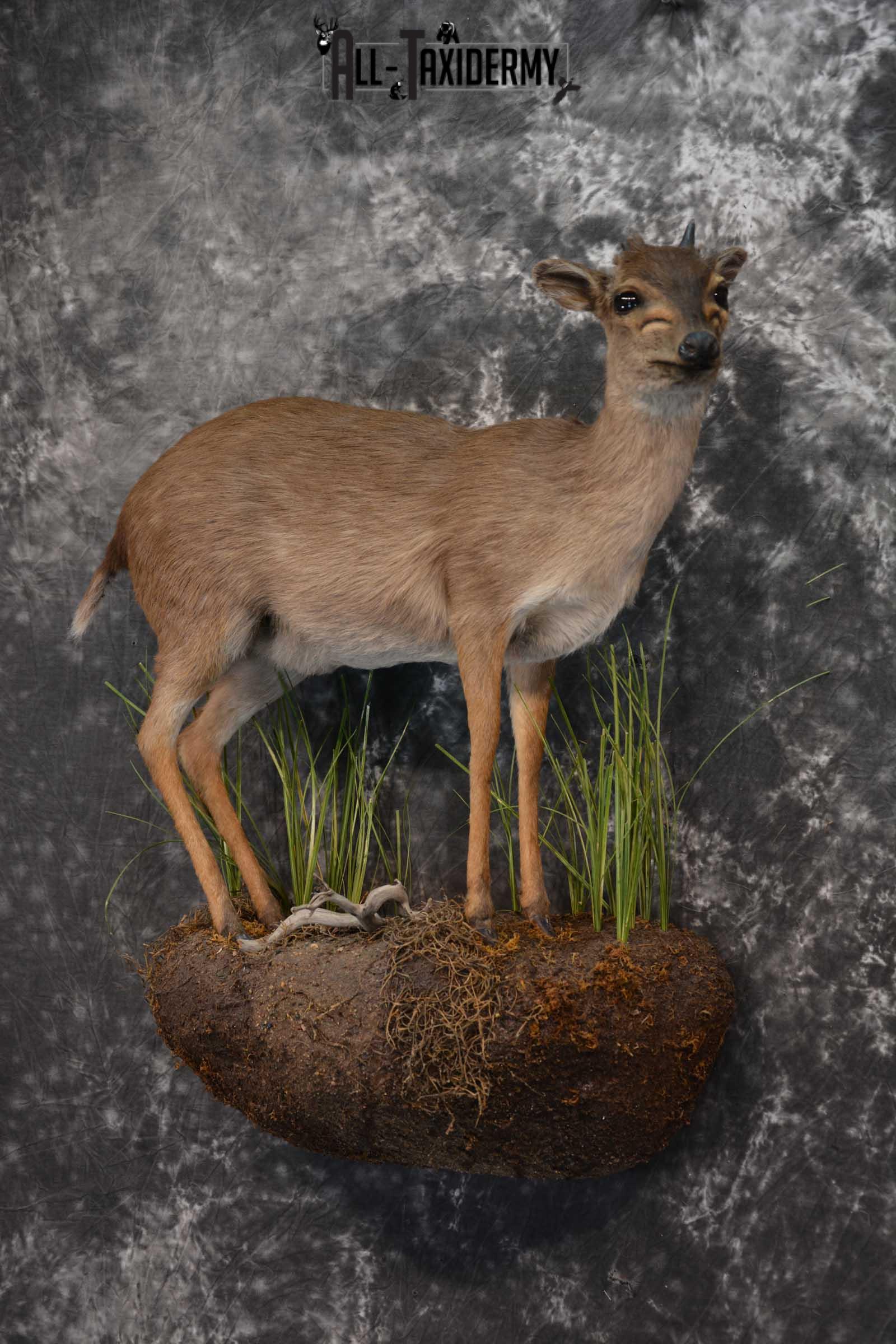 African Blue Duiker Taxidermy Mount SKU 1562