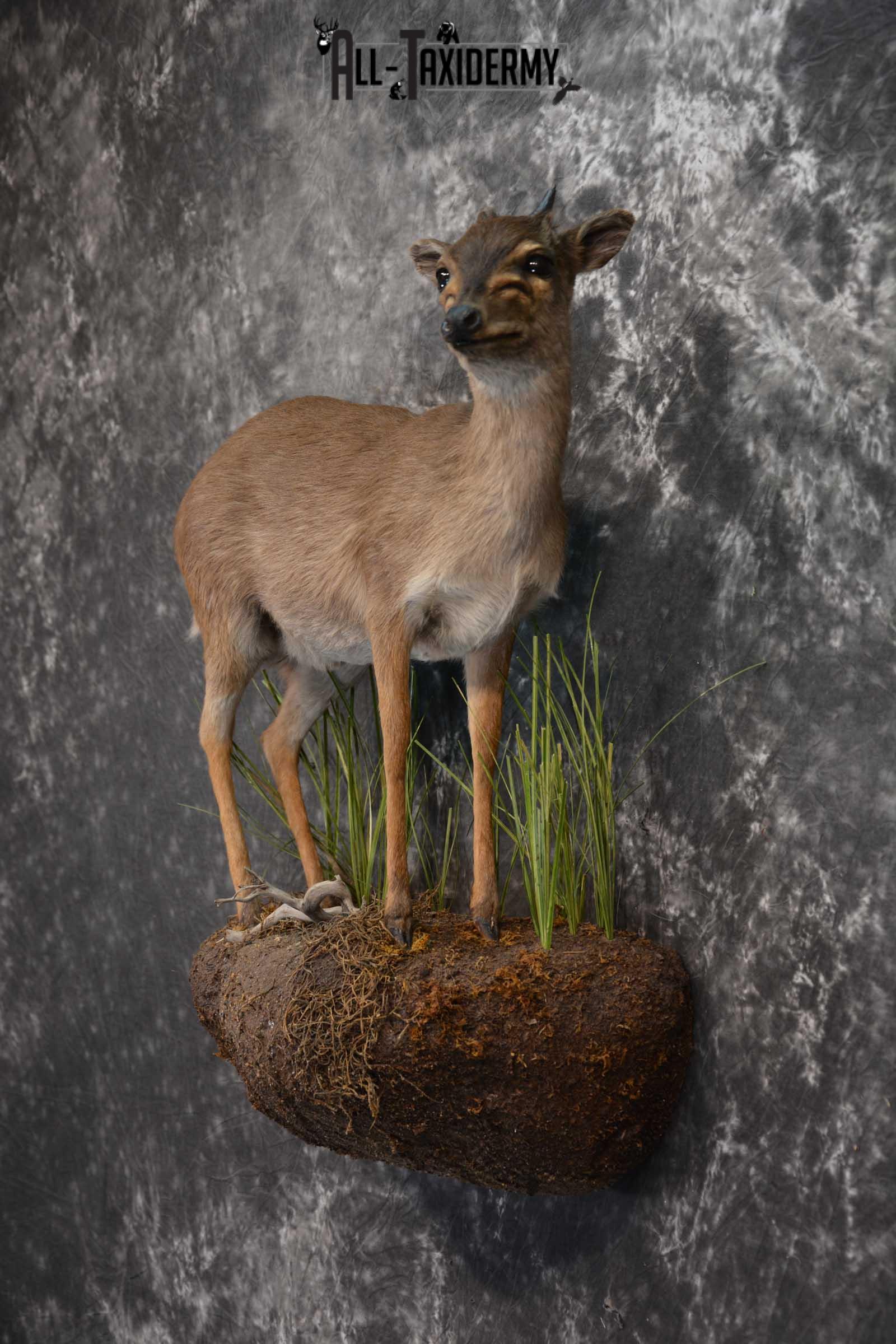 African Blue Duiker Taxidermy Mount SKU 1562 - Image 7