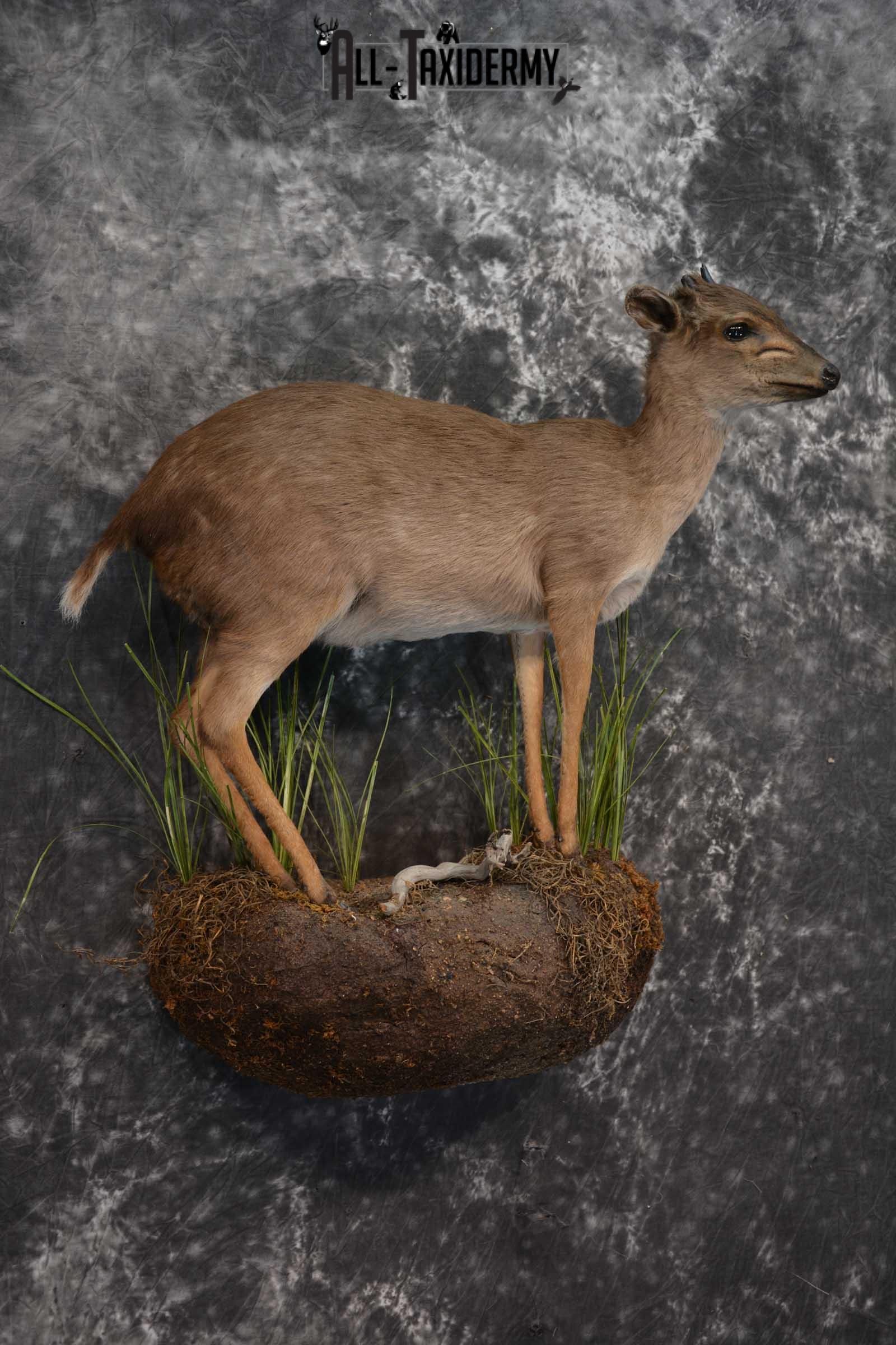 African Blue Duiker Taxidermy Mount SKU 1562 - Image 6