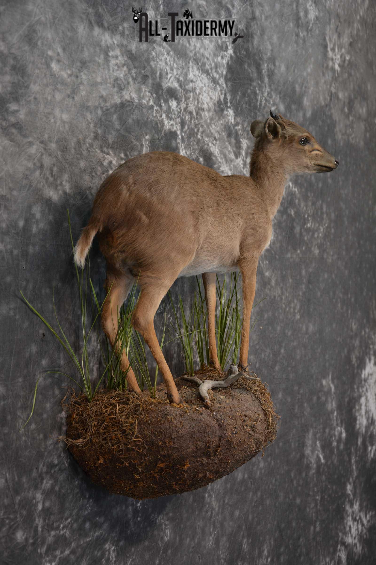 African Blue Duiker Taxidermy Mount SKU 1562 - Image 5