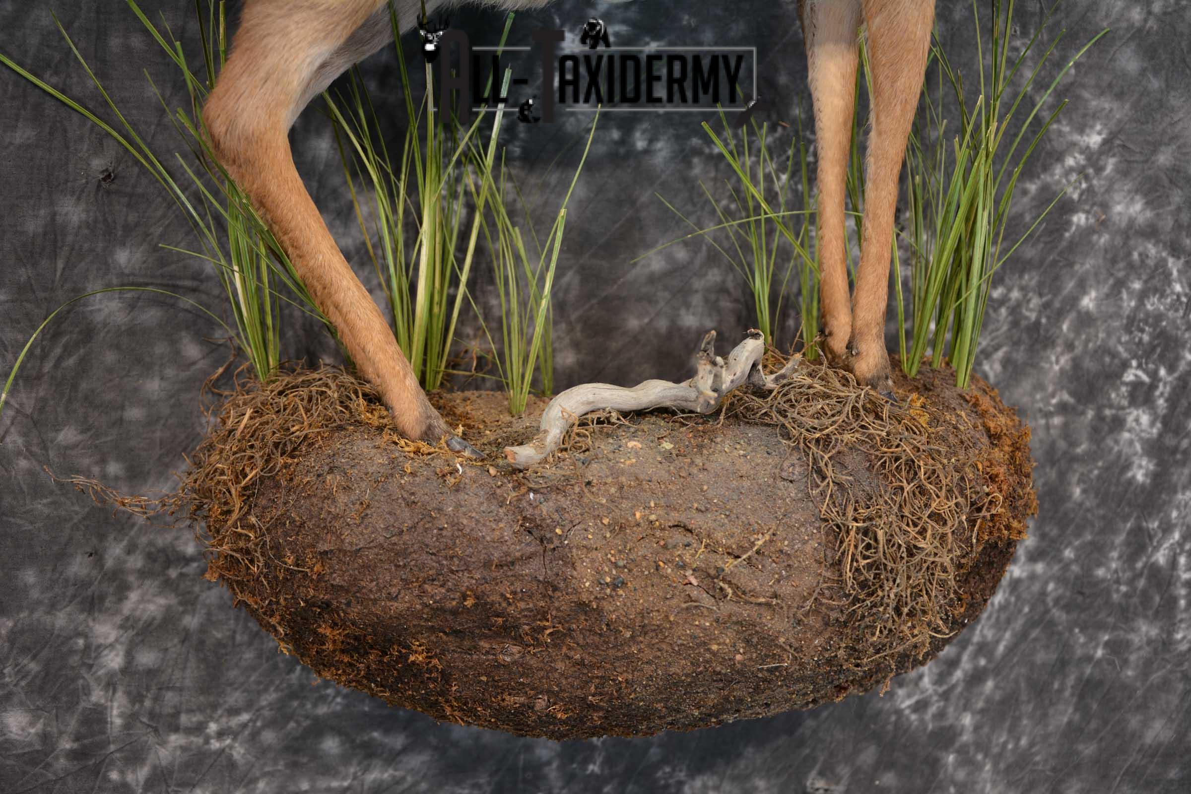 African Blue Duiker Taxidermy Mount SKU 1562 - Image 4