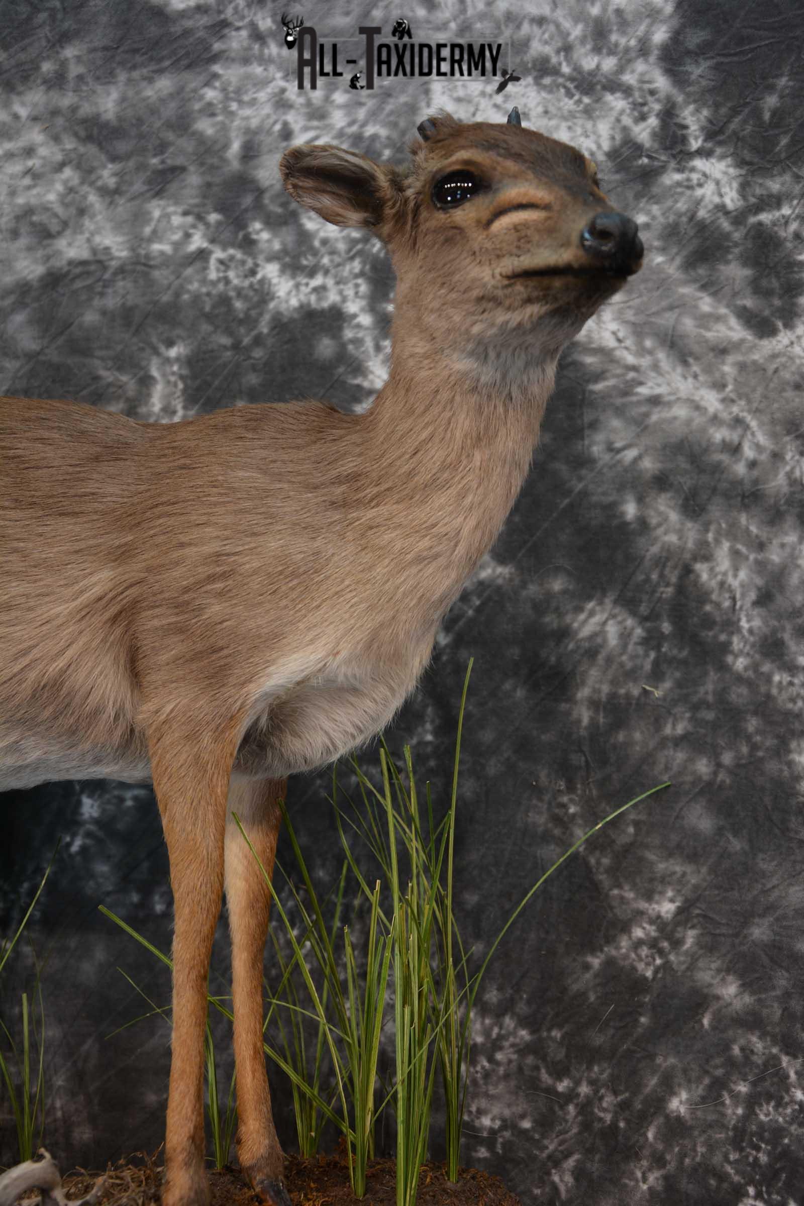 African Blue Duiker Taxidermy Mount SKU 1562 - Image 3