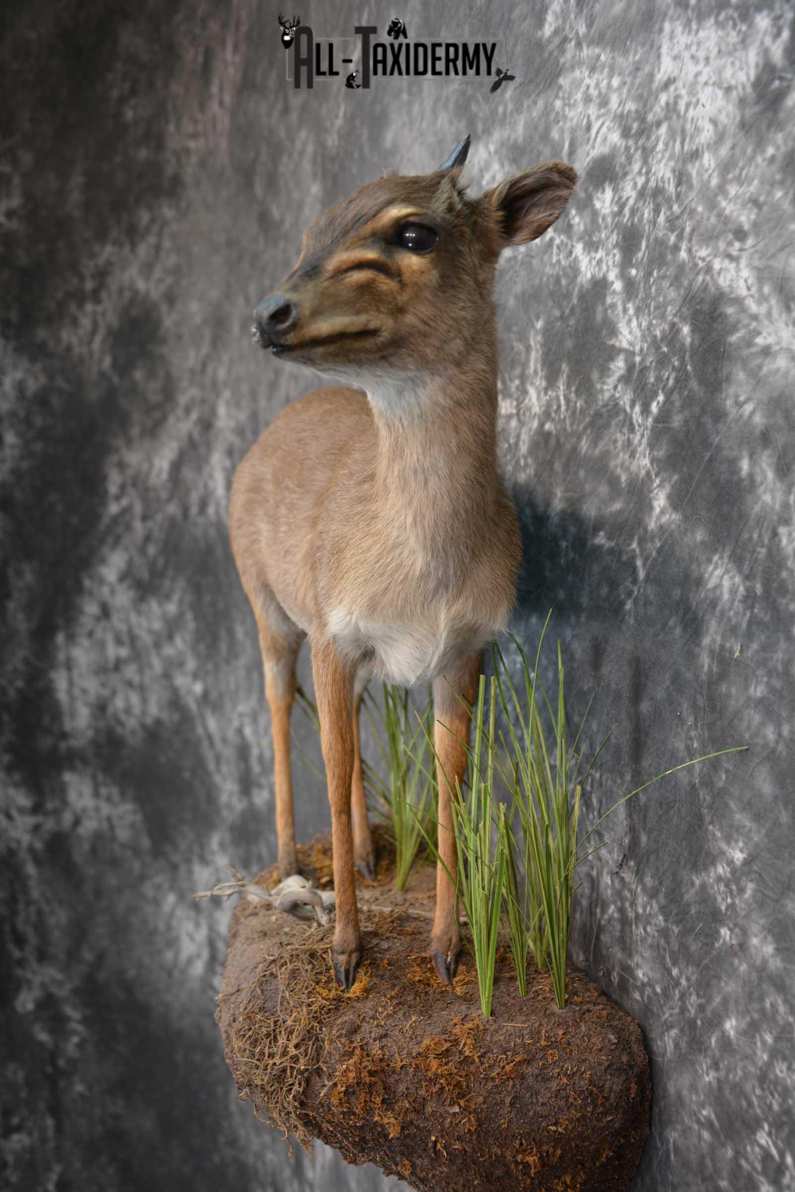 African Blue Duiker Taxidermy Mount SKU 1562 - Image 2