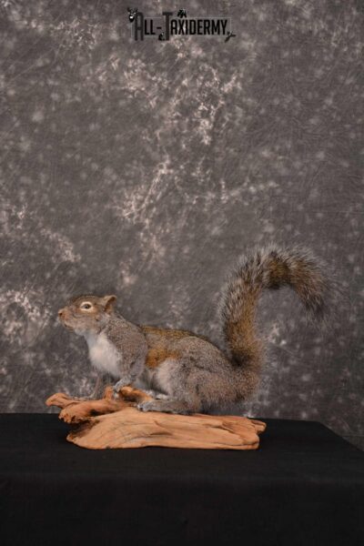 Gray Squirrel Full Body Taxidermy Mount SKU 1593