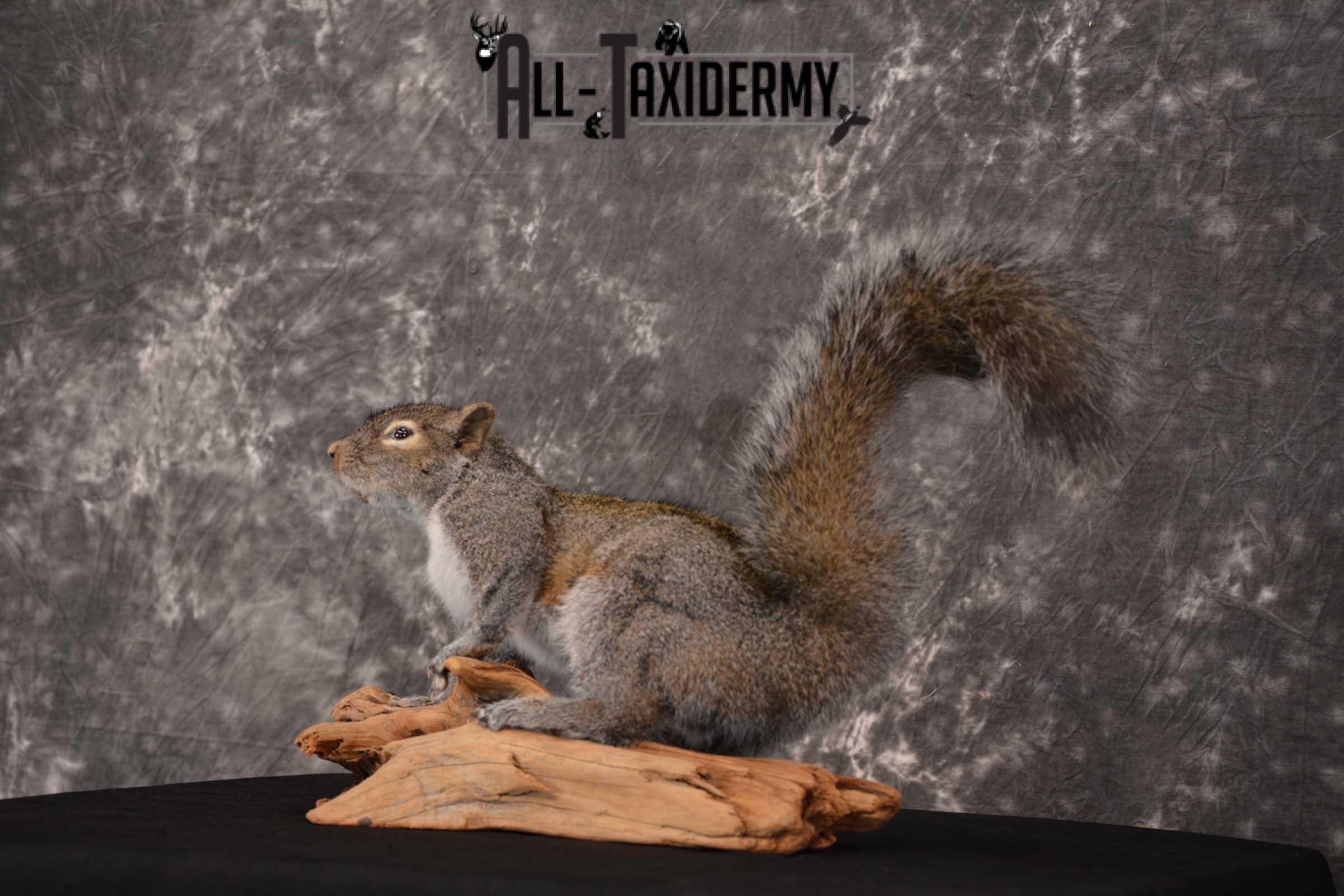 Gray Squirrel Full Body Taxidermy Mount SKU 1593 - Image 7