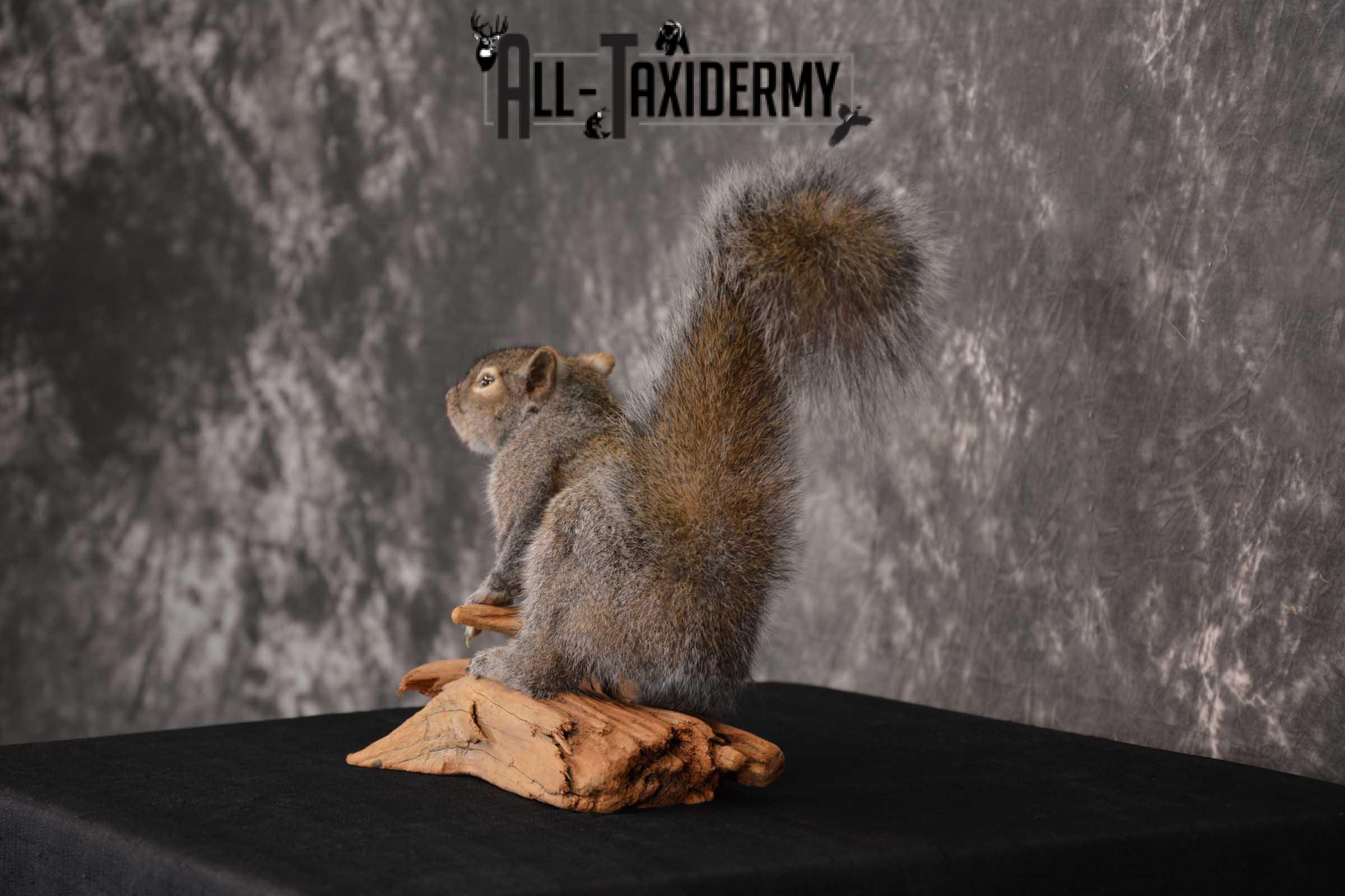 Gray Squirrel Full Body Taxidermy Mount SKU 1593 - Image 6