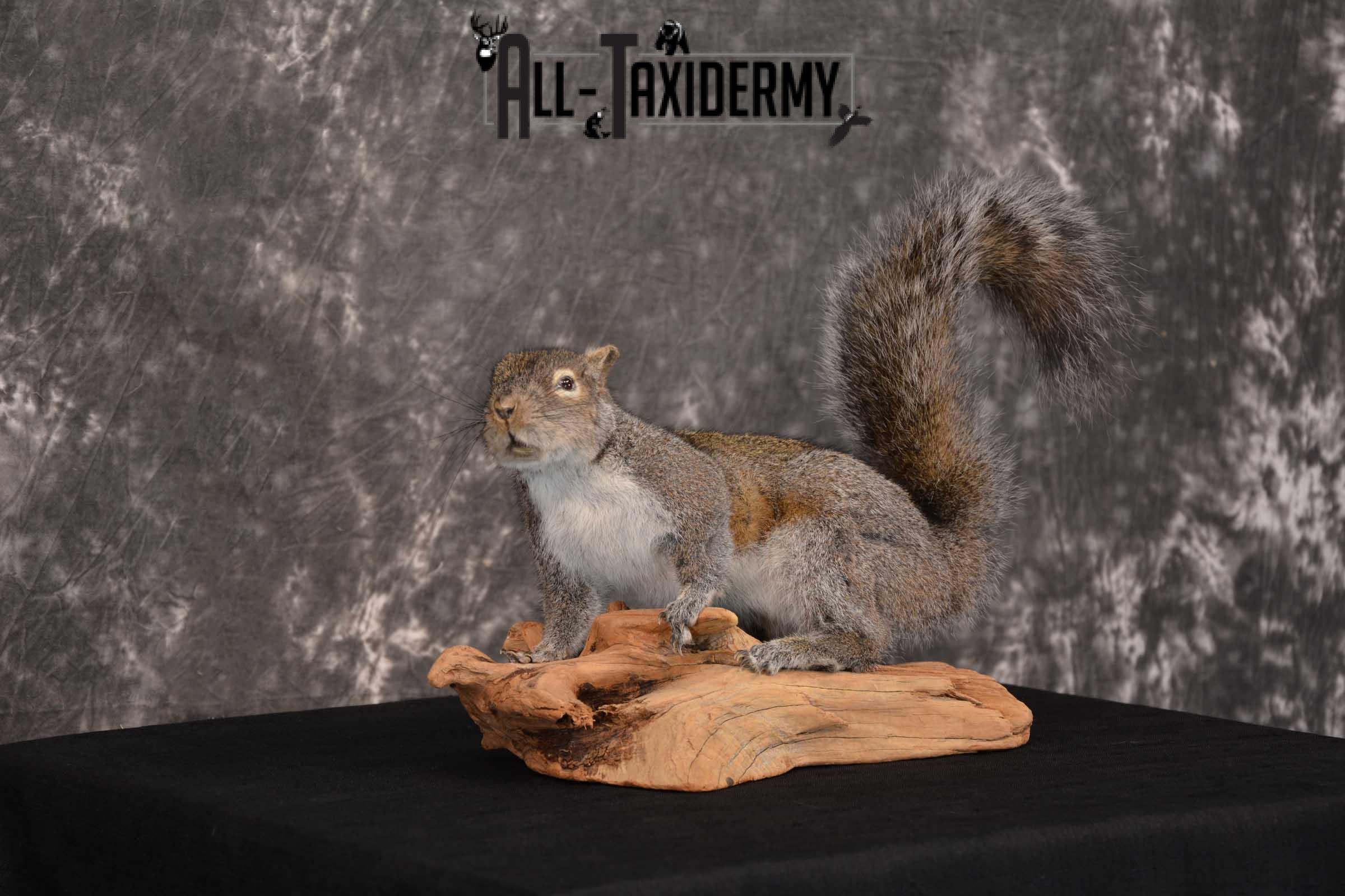 Gray Squirrel Full Body Taxidermy Mount SKU 1593 - Image 5