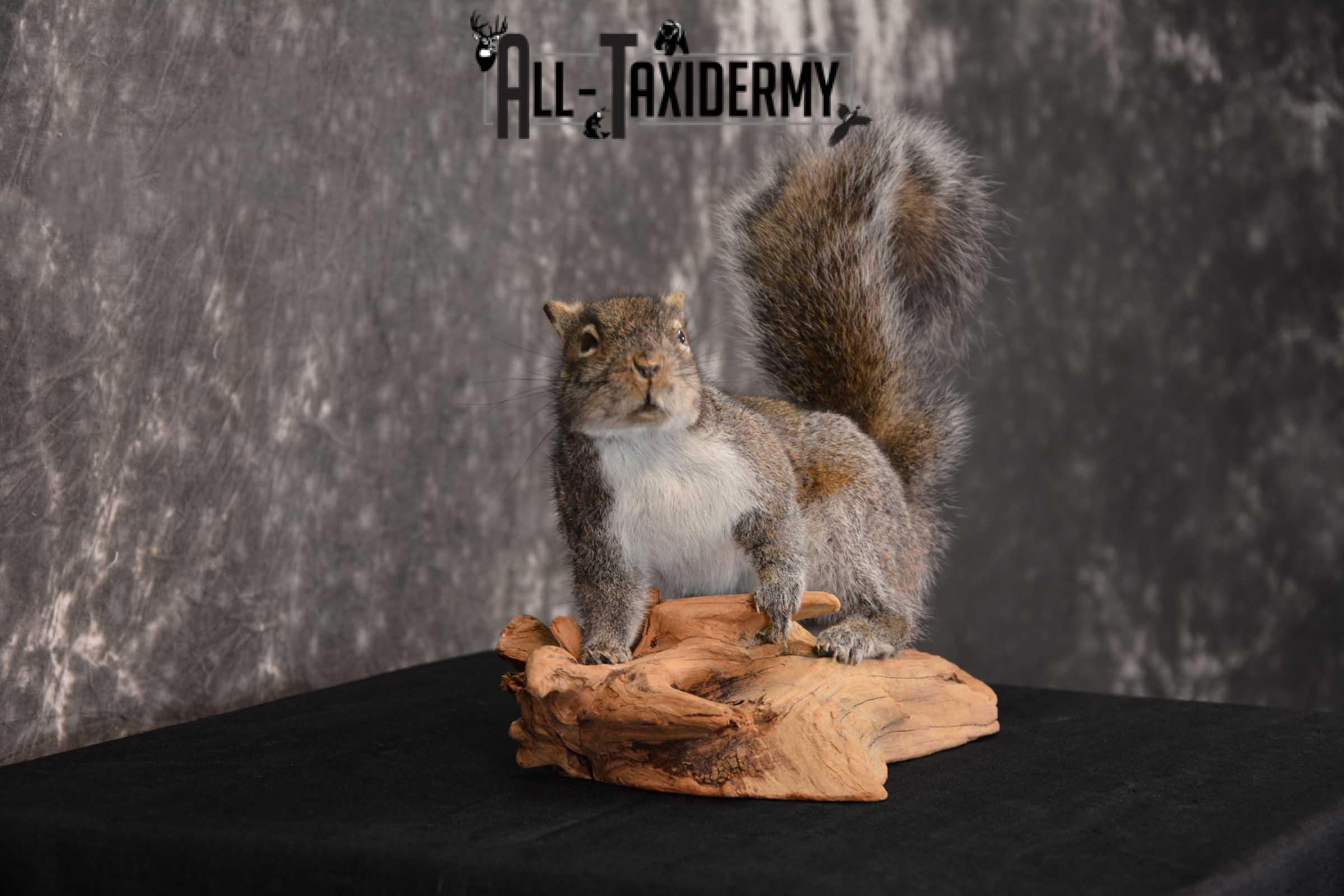 Gray Squirrel Full Body Taxidermy Mount SKU 1593 - Image 4
