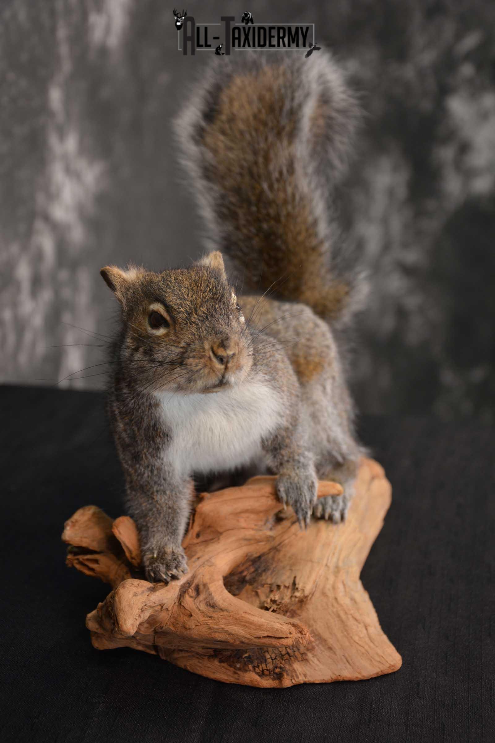 Gray Squirrel Full Body Taxidermy Mount SKU 1593 - Image 3
