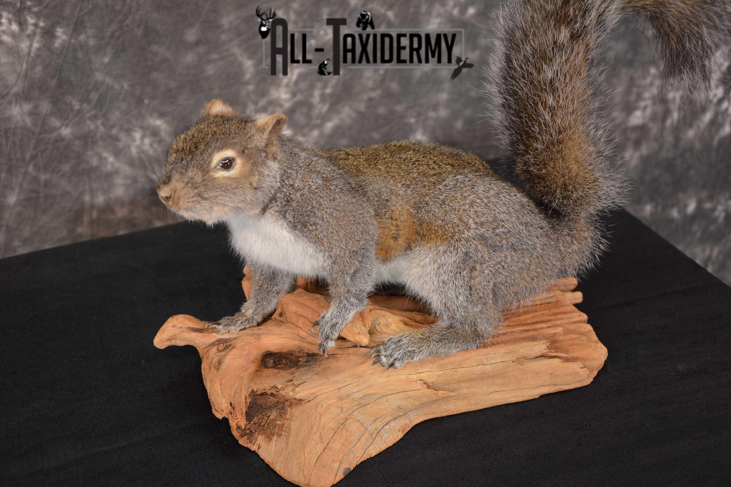 Gray Squirrel Full Body Taxidermy Mount SKU 1593 - Image 2