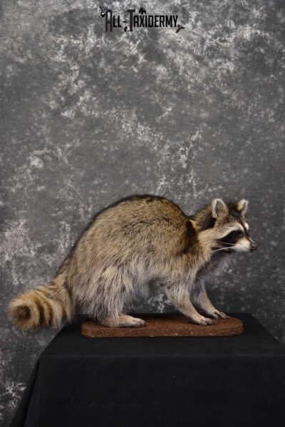 Raccoon Full Body Taxidermy Mount SKU 1594