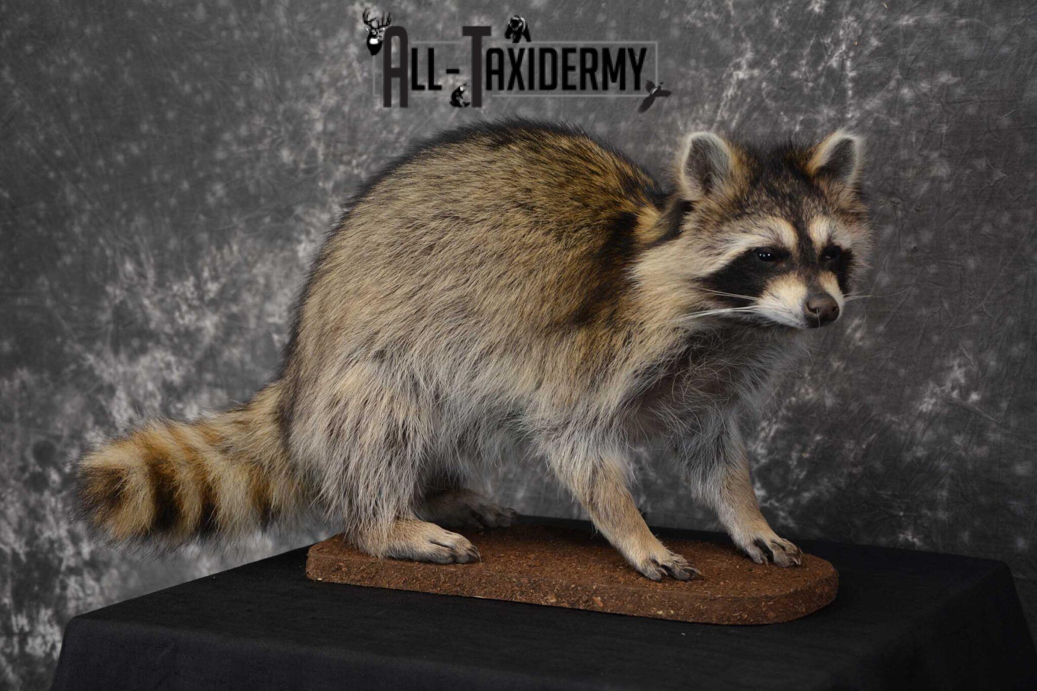 Raccoon Full Body Taxidermy Mount SKU 1594 All Taxidermy