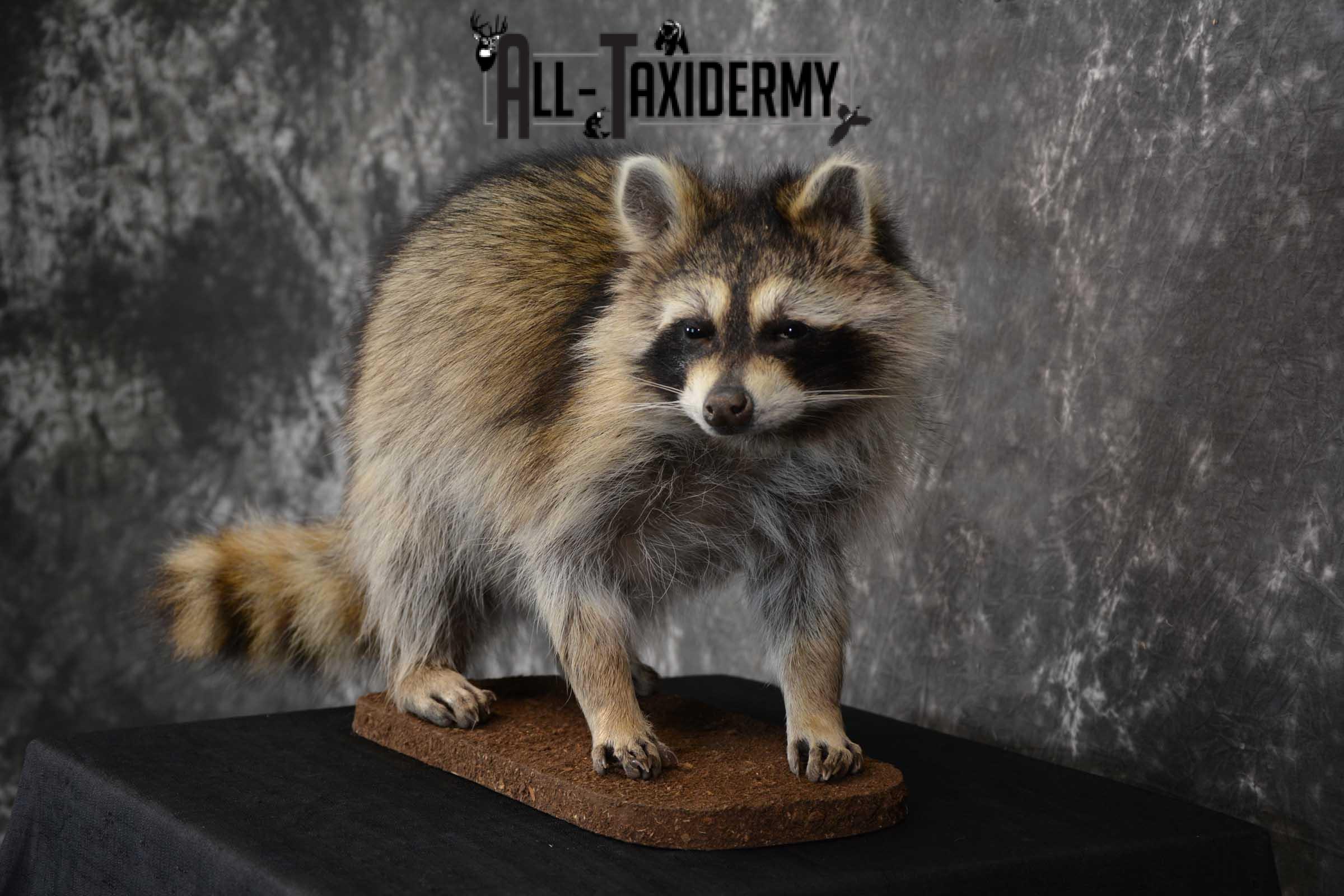 Raccoon Full Body Taxidermy Mount SKU 1594 - Image 7