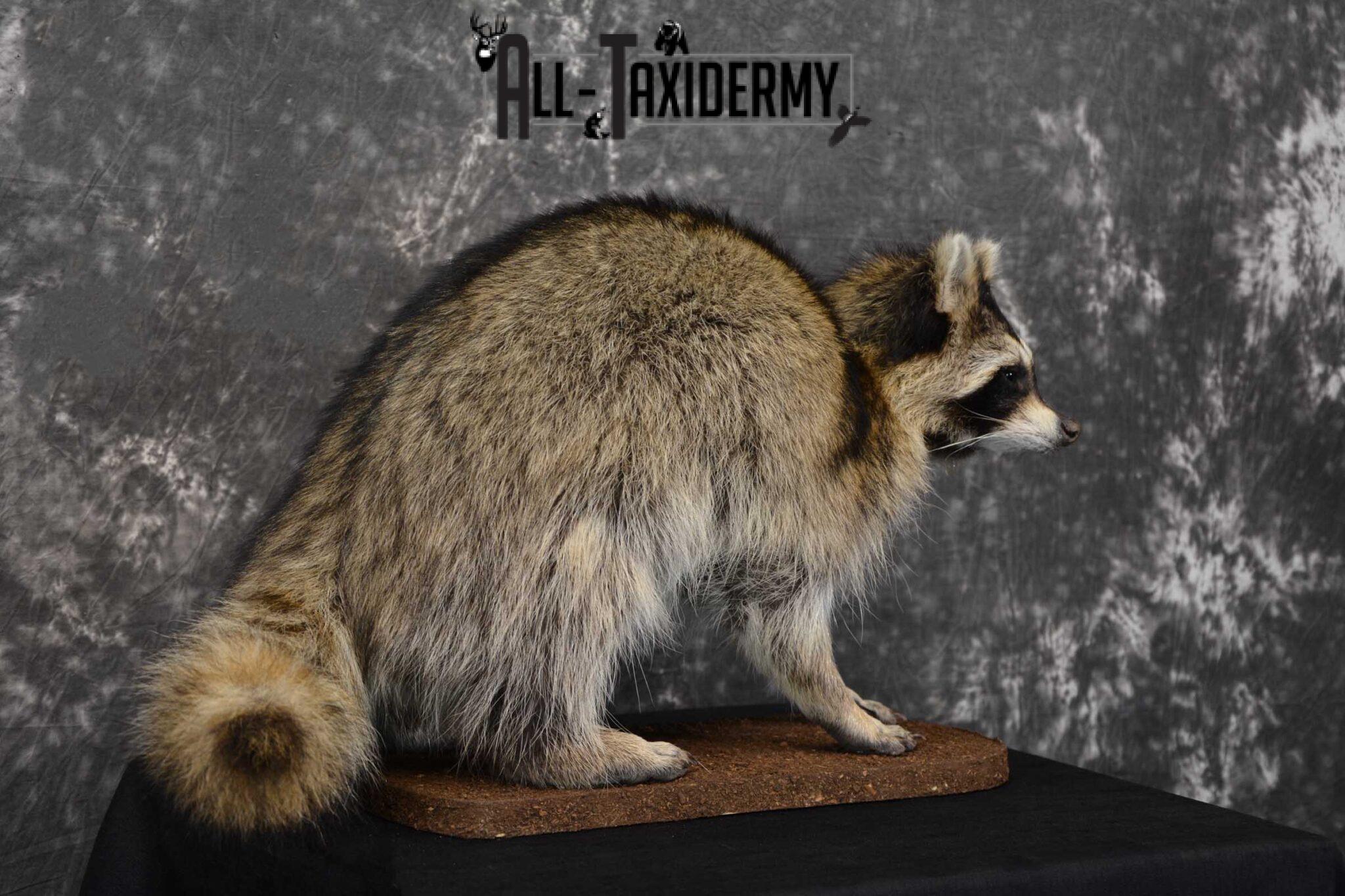 Raccoon Full Body Taxidermy Mount SKU 1594 All Taxidermy