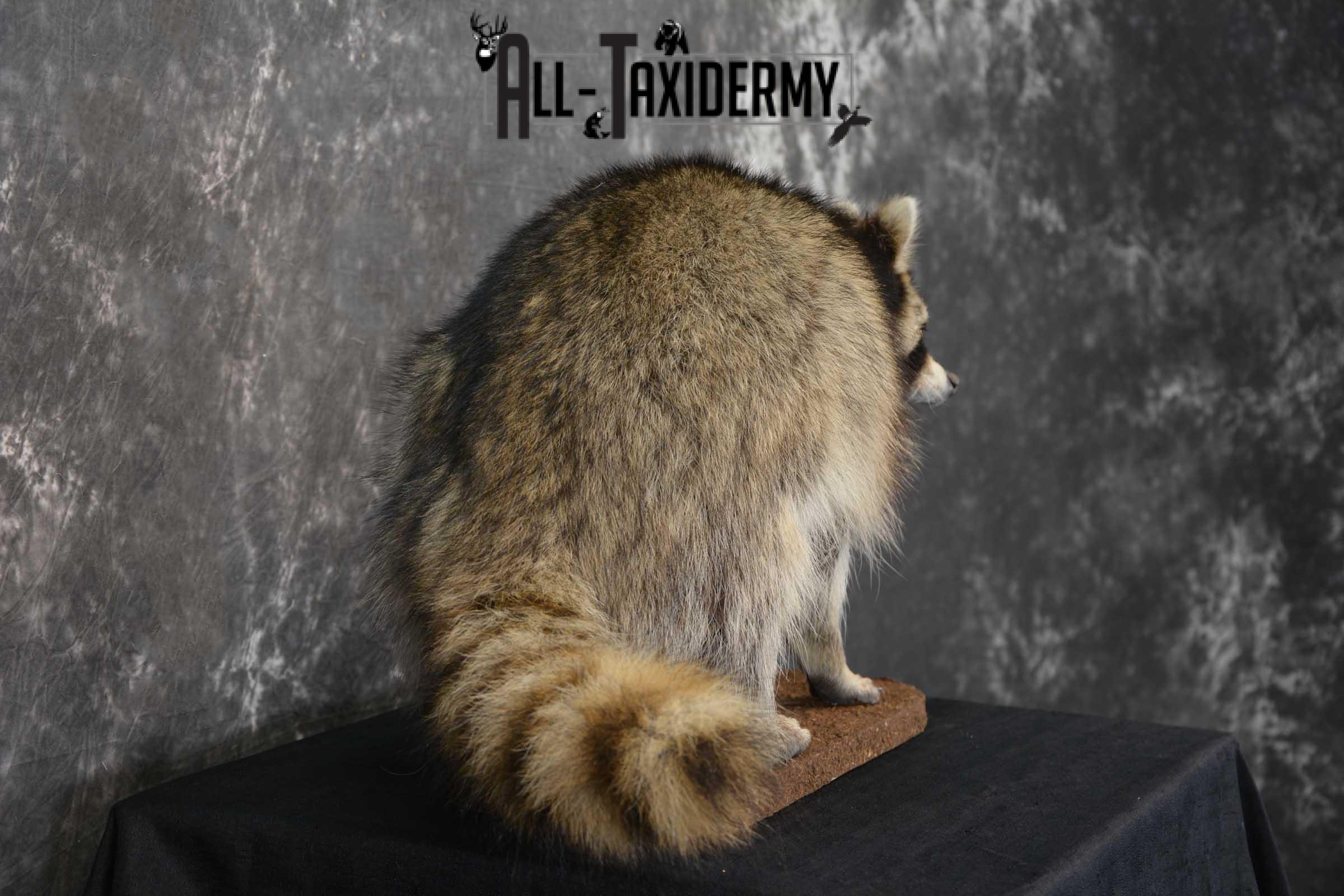 Raccoon Full Body Taxidermy Mount SKU 1594 - Image 5