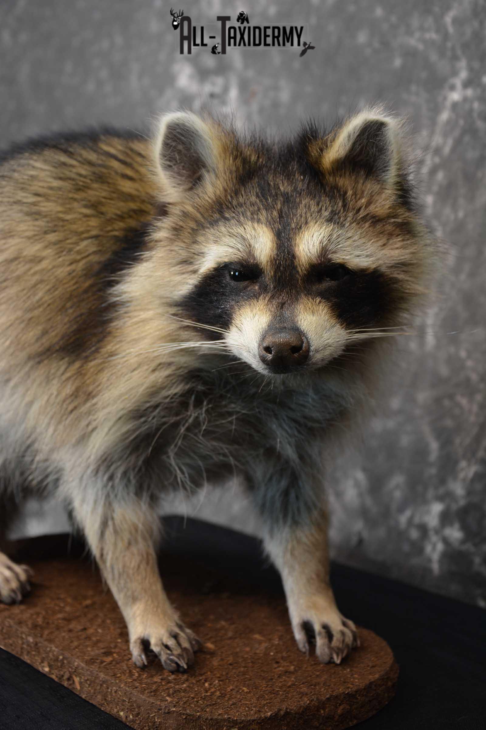 Raccoon Full Body Taxidermy Mount SKU 1594 - Image 4