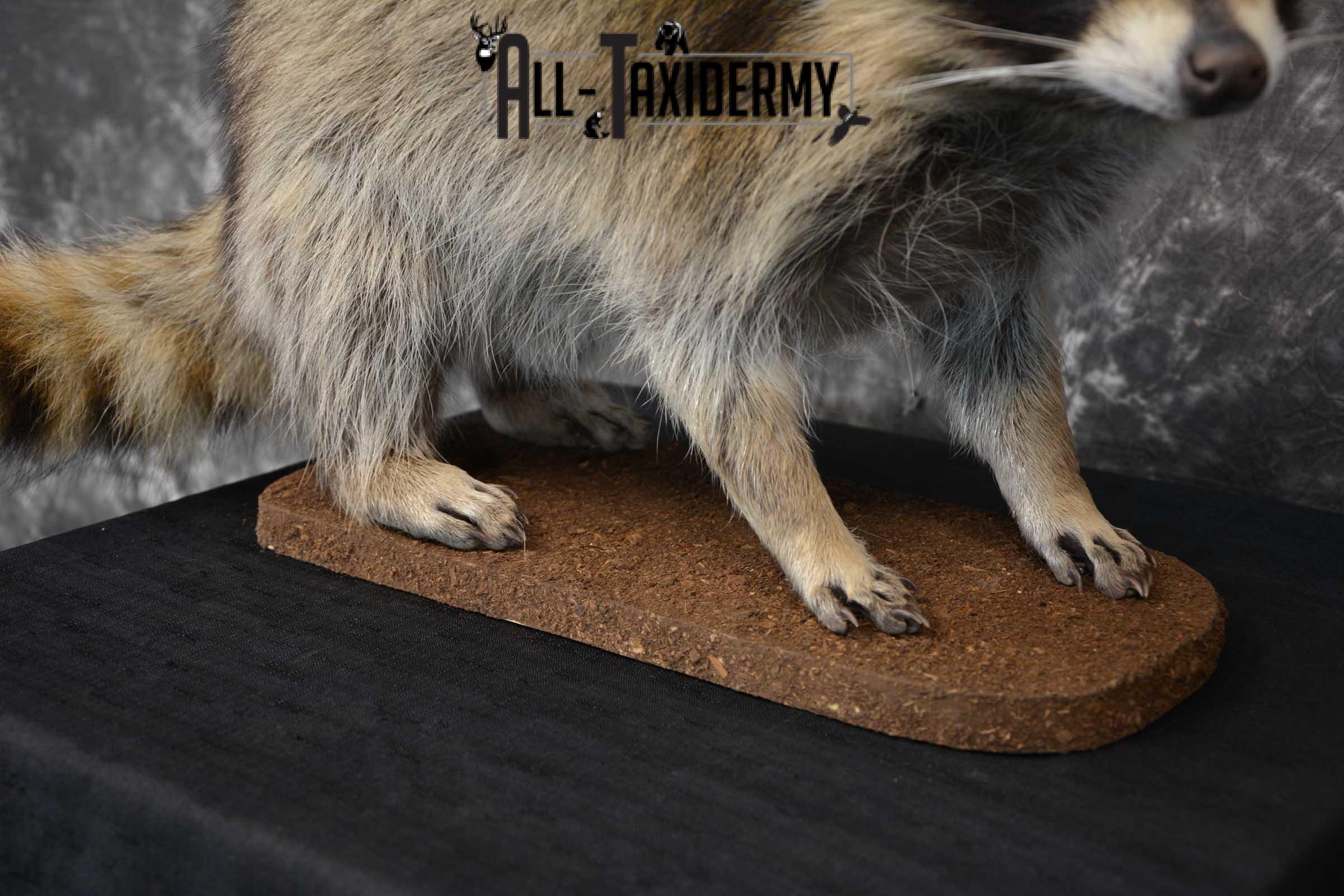 Raccoon Full Body Taxidermy Mount SKU 1594 - Image 3