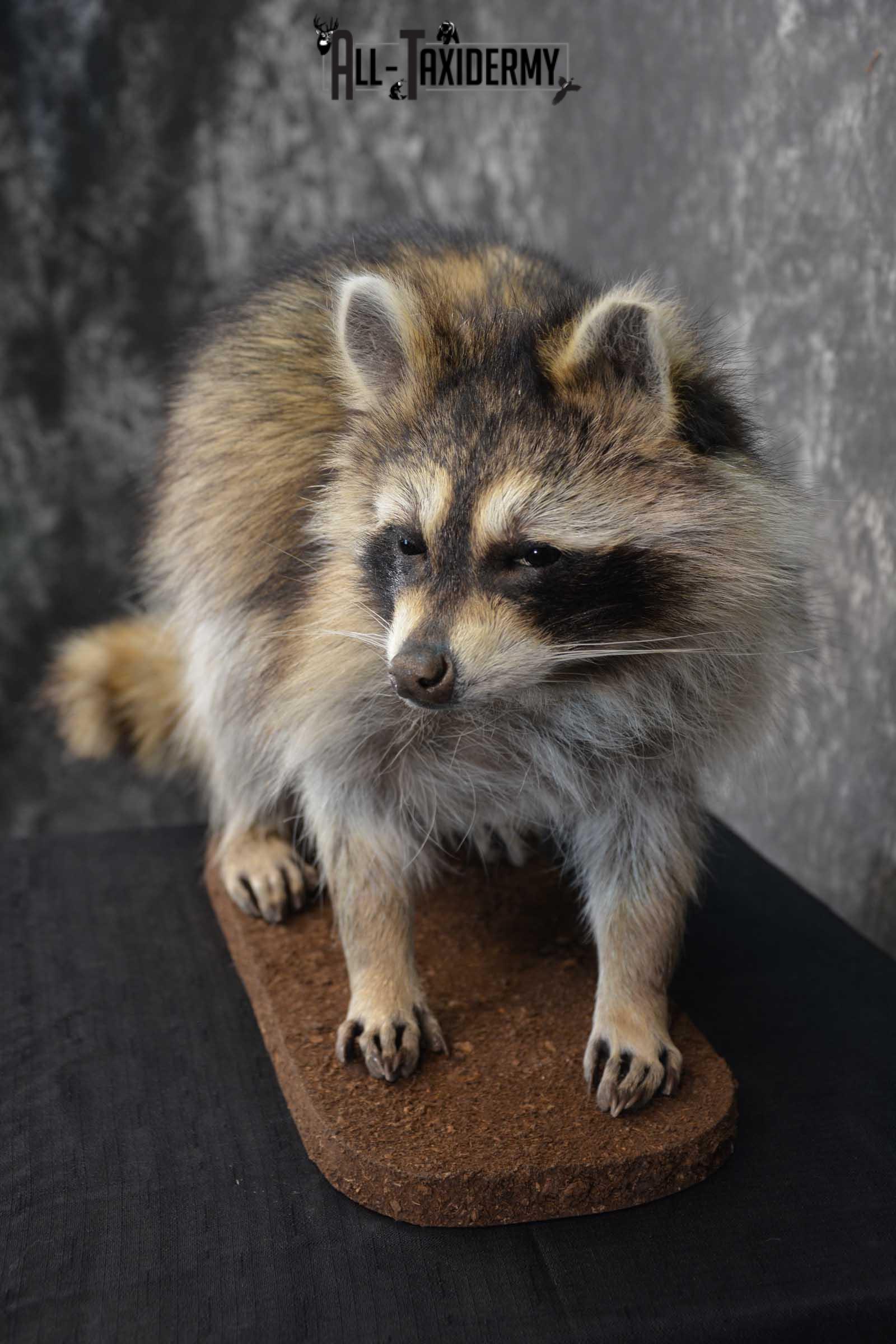 Raccoon Full Body Taxidermy Mount SKU 1594 - Image 2