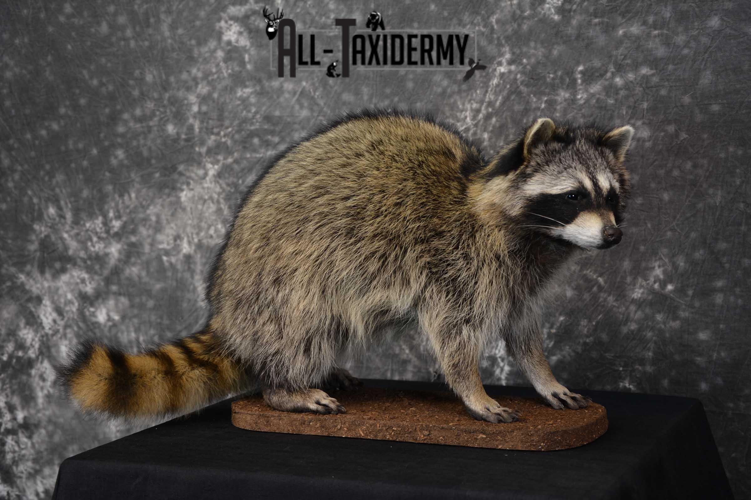 Raccoon Full Body Taxidermy Mount SKU 1595 - Image 8