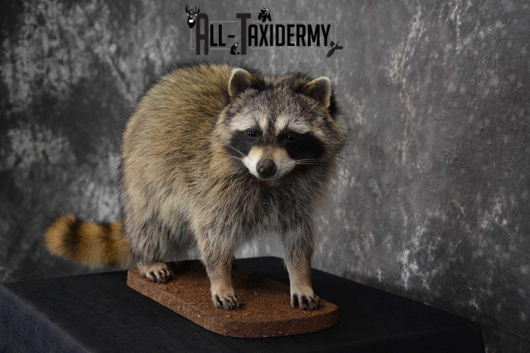 Raccoon Full Body Taxidermy Mount SKU 1595 - All Taxidermy