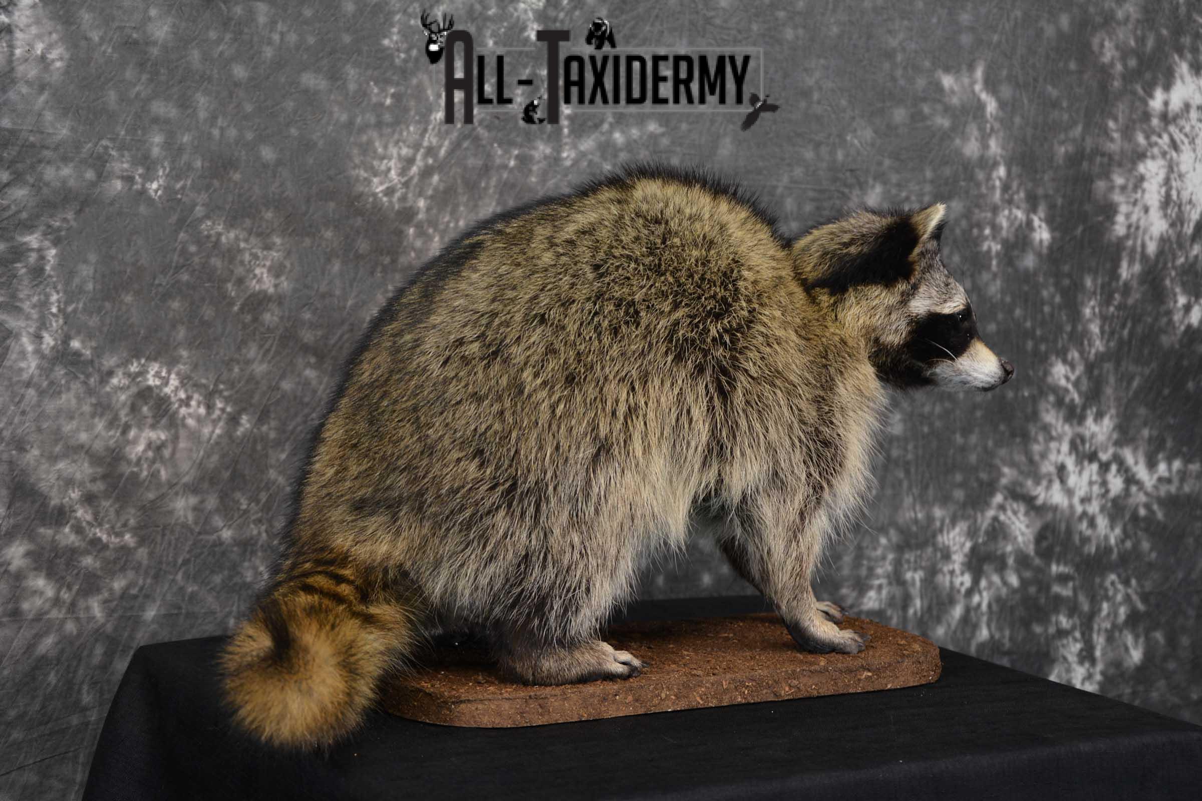 Raccoon Full Body Taxidermy Mount SKU 1595 - Image 6